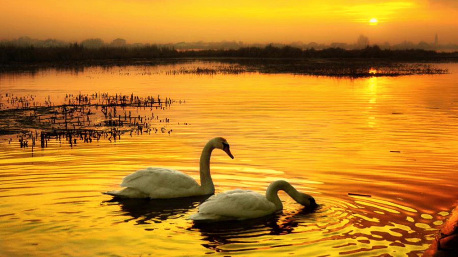 Swan Lake Wallpaper and Background Imagex900