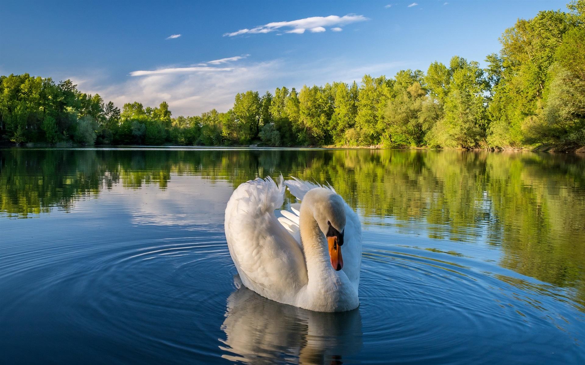 Wallpaper White swan, lake, water, trees 1920x1200 HD Picture, Image