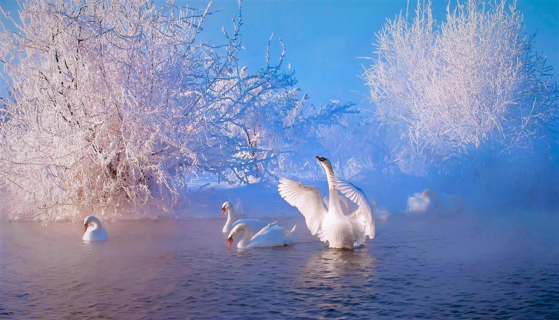 Swans on Winter Lake HD Wallpaper. Background Imagex1100