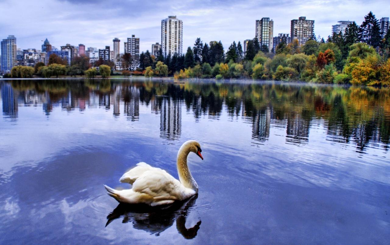 City lake swan wallpaper. City lake swan