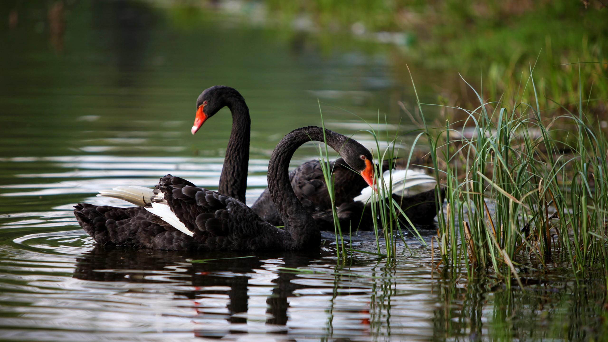 Black Swan Bird HD Wallpaper, Background Image