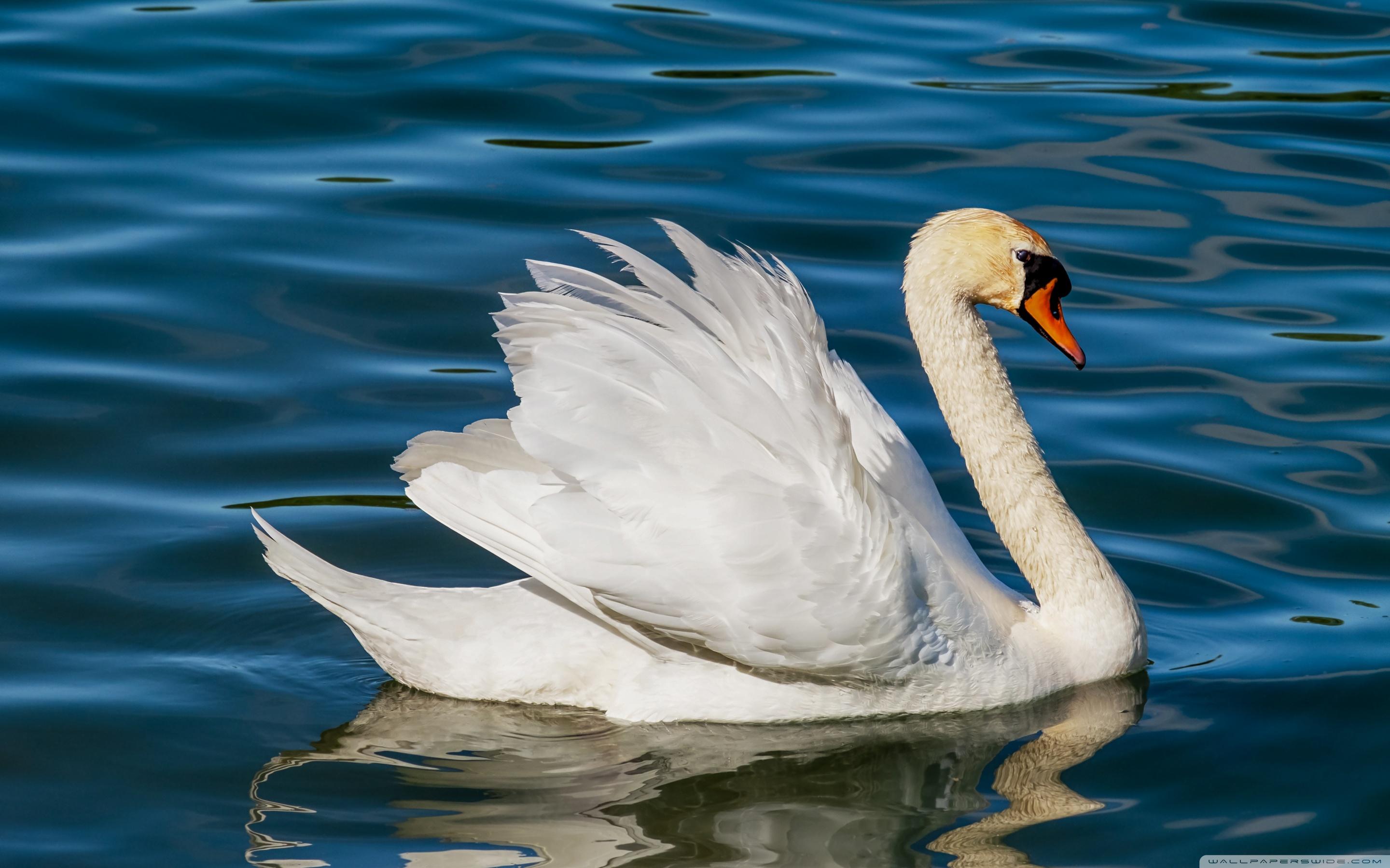 White Swan Lake ❤ 4K HD Desktop Wallpaper for 4K Ultra HD TV • Wide