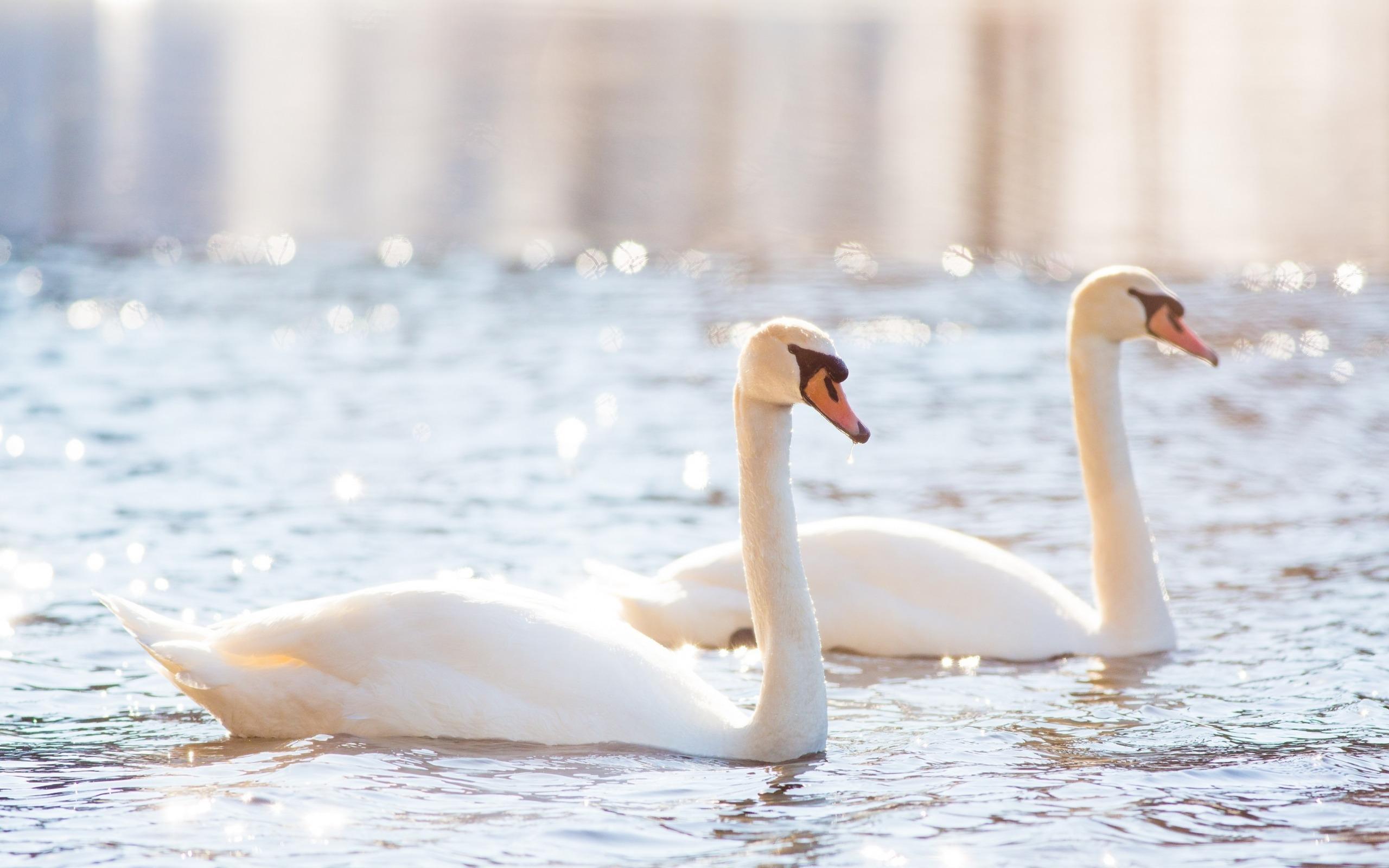 Download wallpaper white swans, couple, lake, beautiful white birds