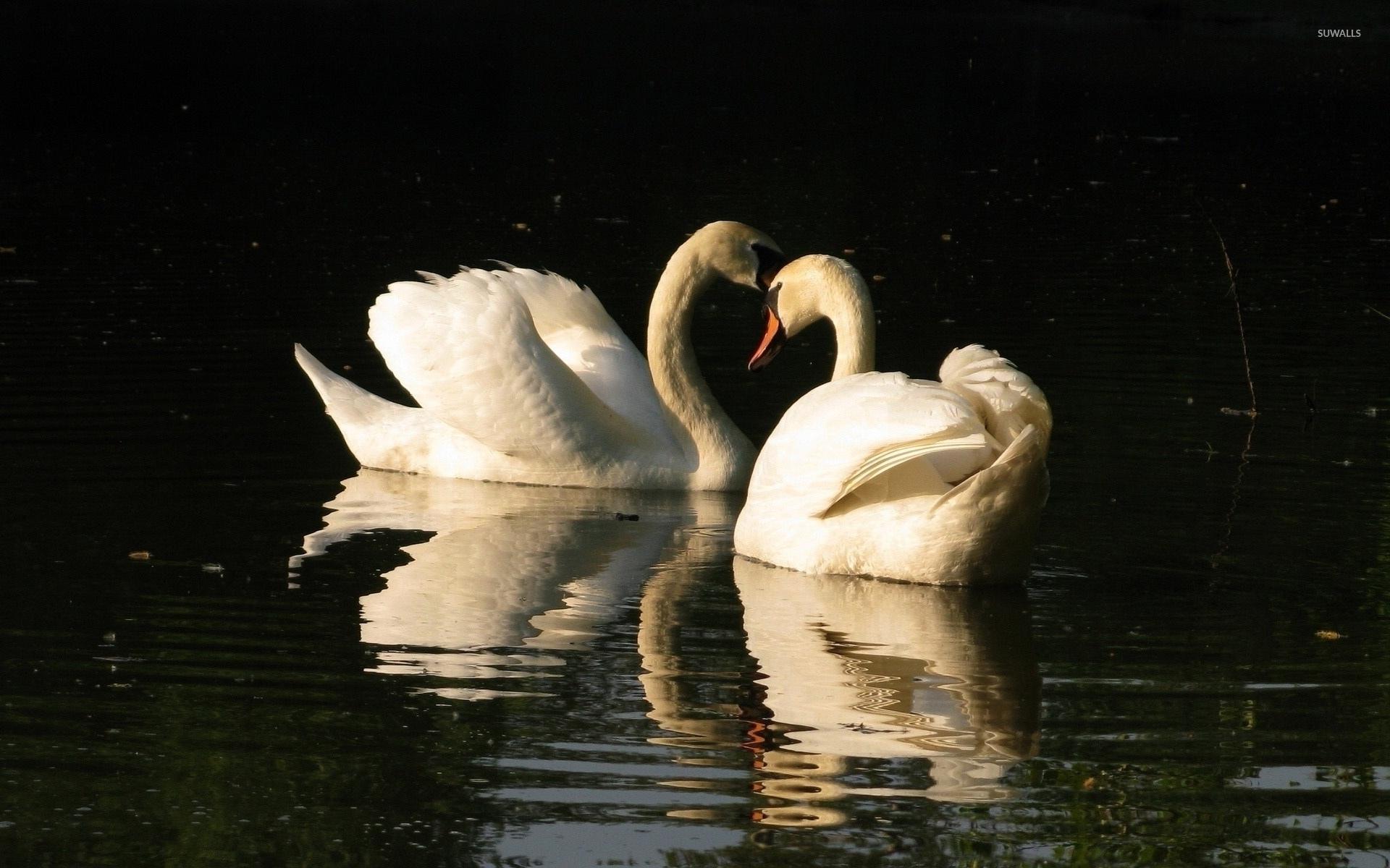 Two swans on a green lake wallpaper wallpaper