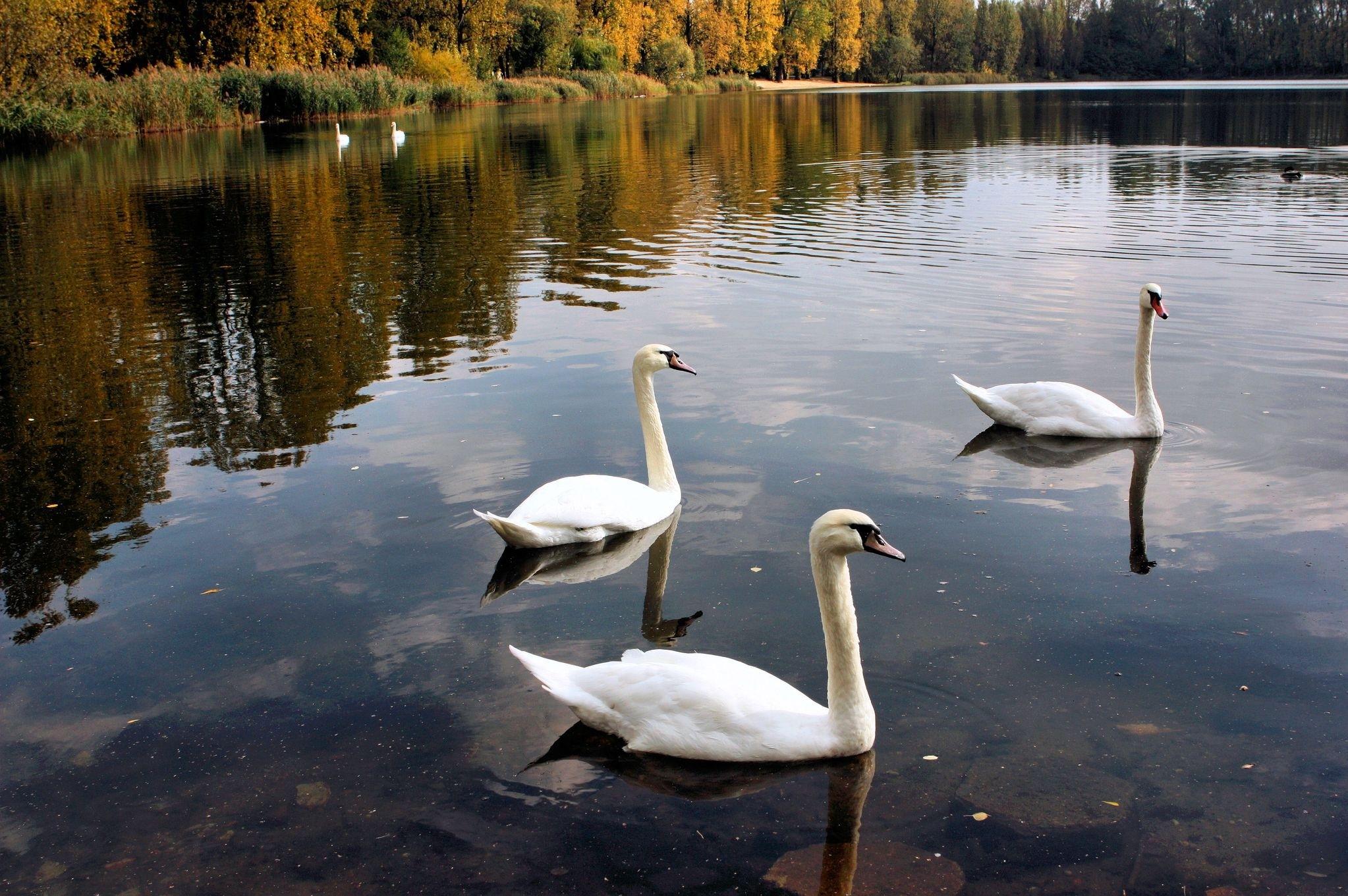 Swans, Lake, Pond, Trees, Birds wallpaper and background