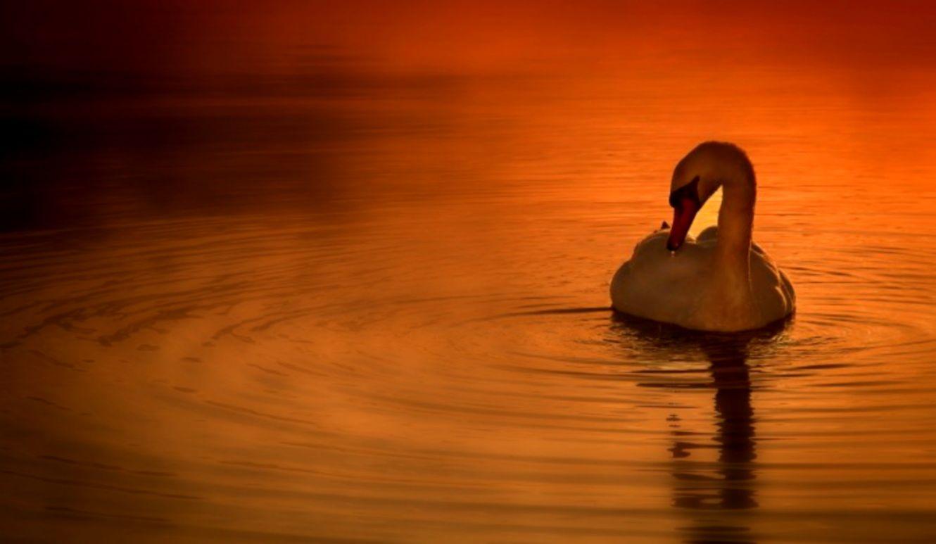 Miscellaneous Sunset Swan Lake Beautiful Wallpaper Swan