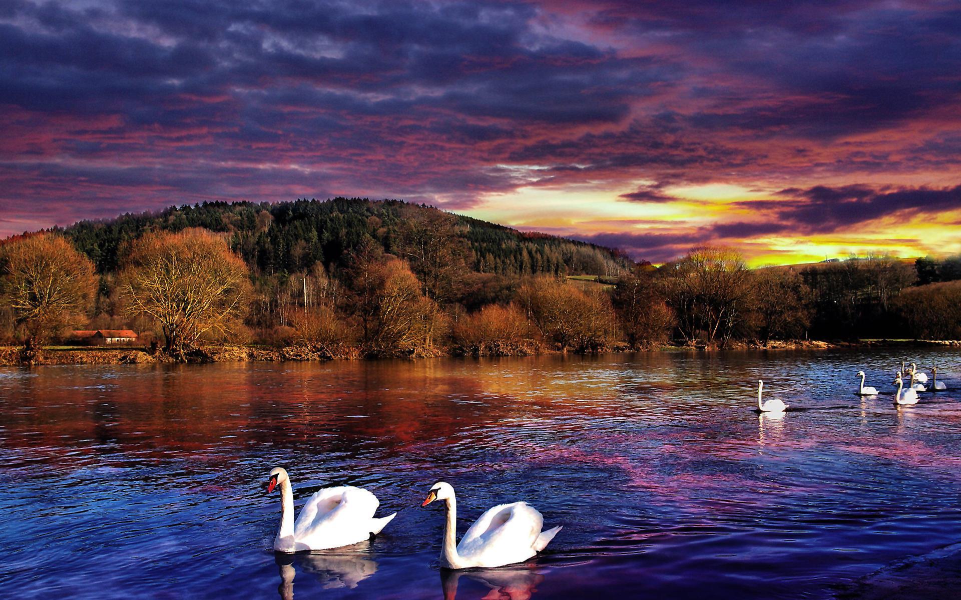 Lake swans sunset