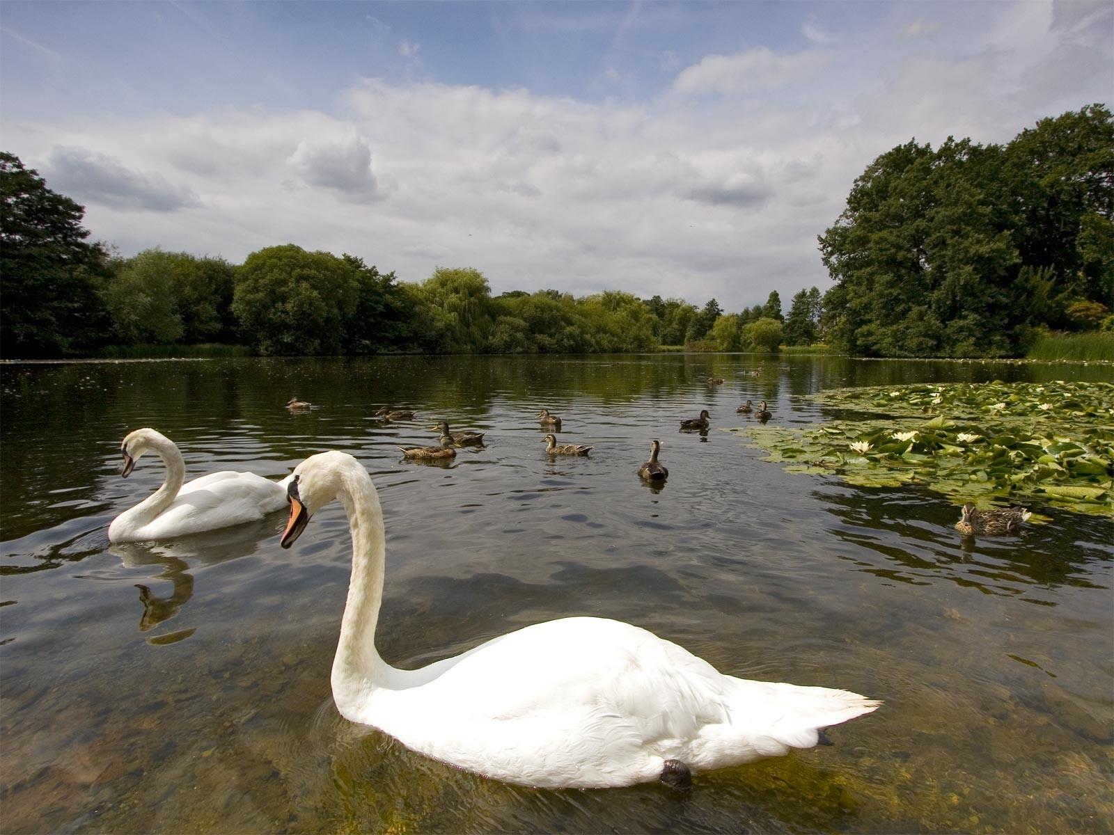 Haven Swans Swan Lake Trees Water Love Birds HD Wallpaper Bird HD