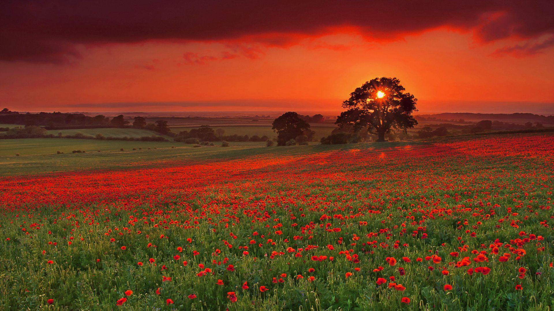 HD Poppy Red Sunset Wallpaper HD 1920x1080 or 1920x1200