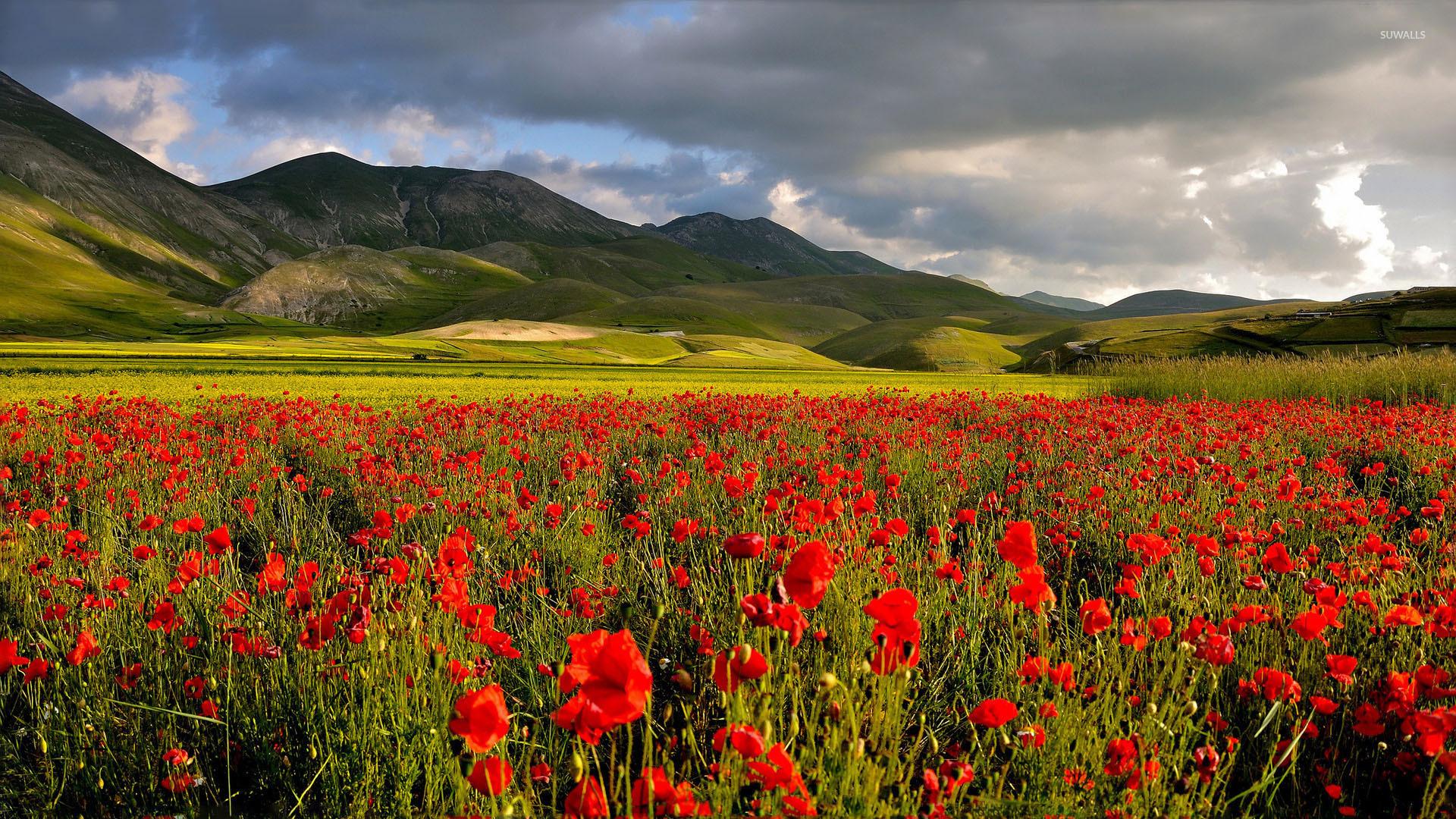 Poppy Field Sunset wallpaper Collection