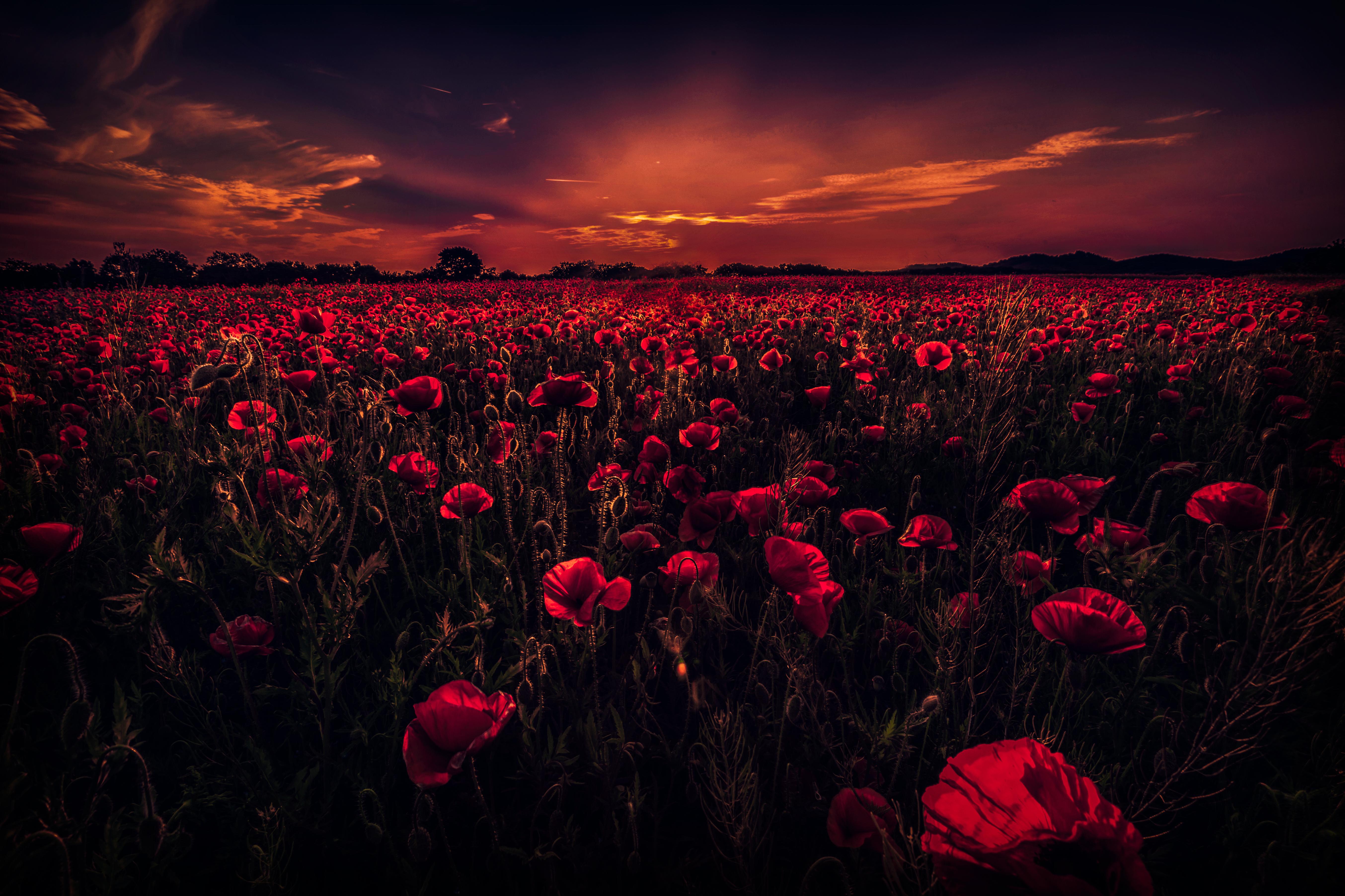 Dark Sunset over Poppy Field 5k Retina Ultra HD Wallpaper