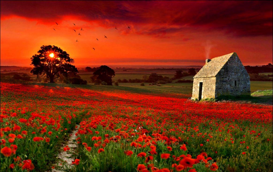 Poppies Red Flowers Field Nature HD Wallpaper