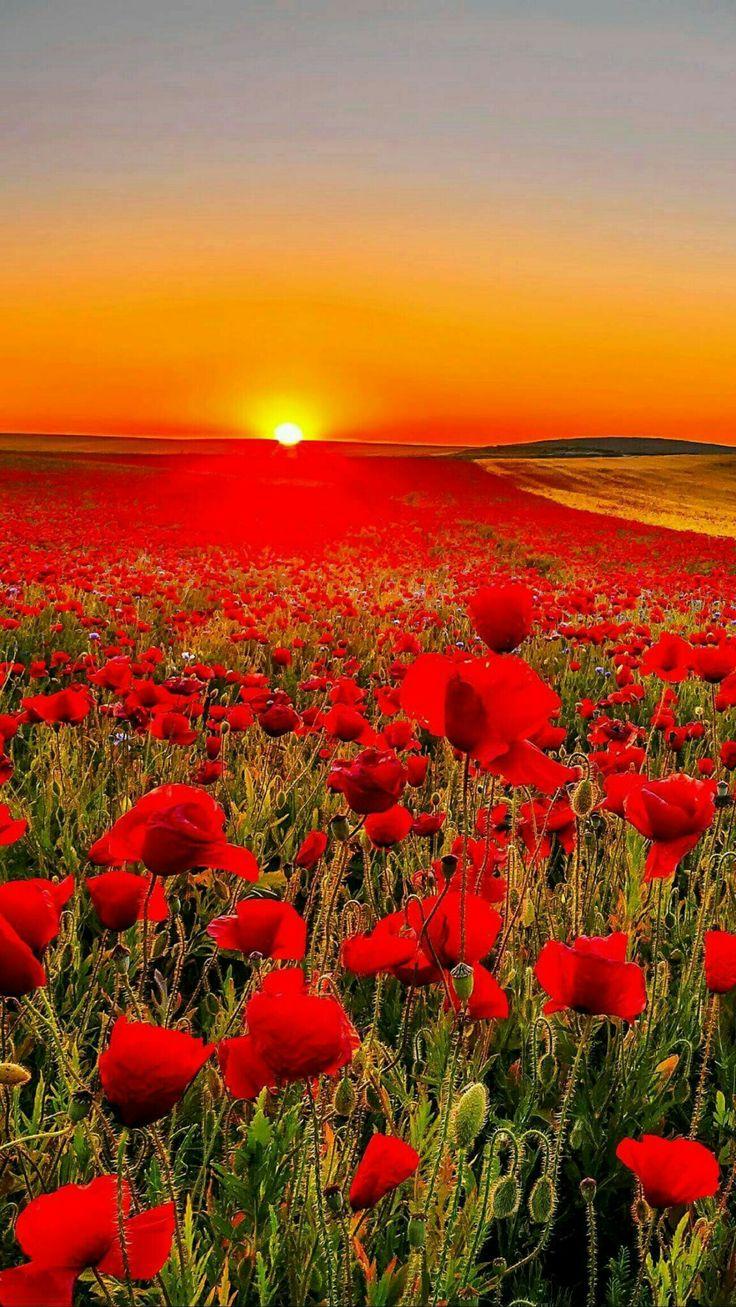 Poppy field in Tuscany at sunset
