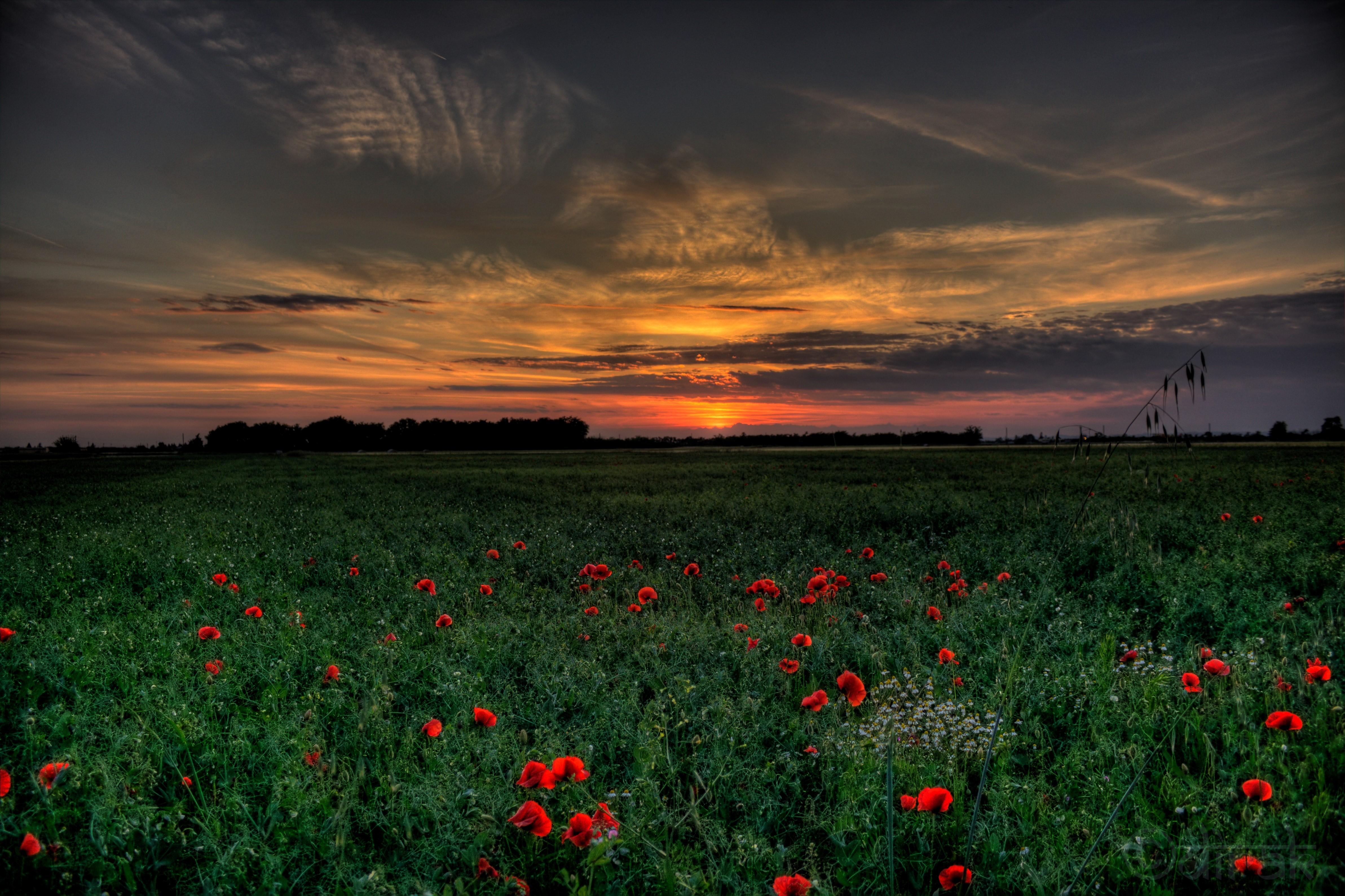 Sunset, Field, Poppies, Landscape wallpaper and background