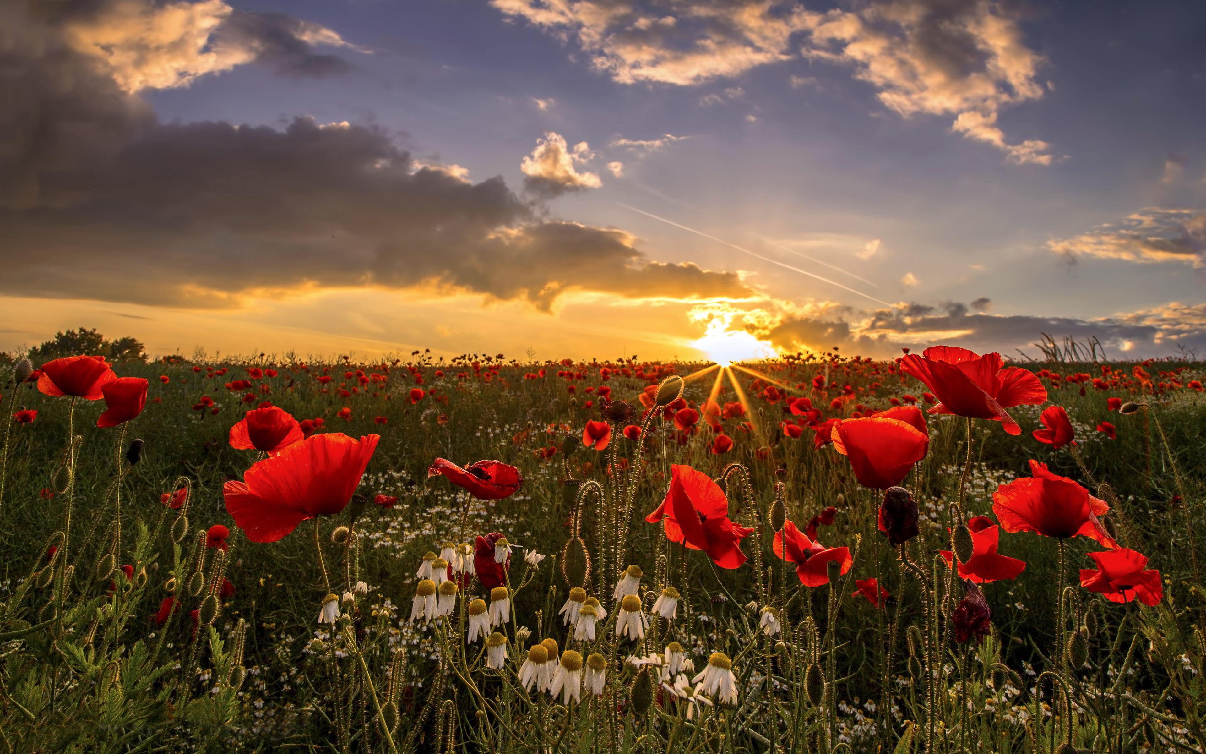 Sunset Field Poppies Wakefield In West Yorkshire, Uk Desktop