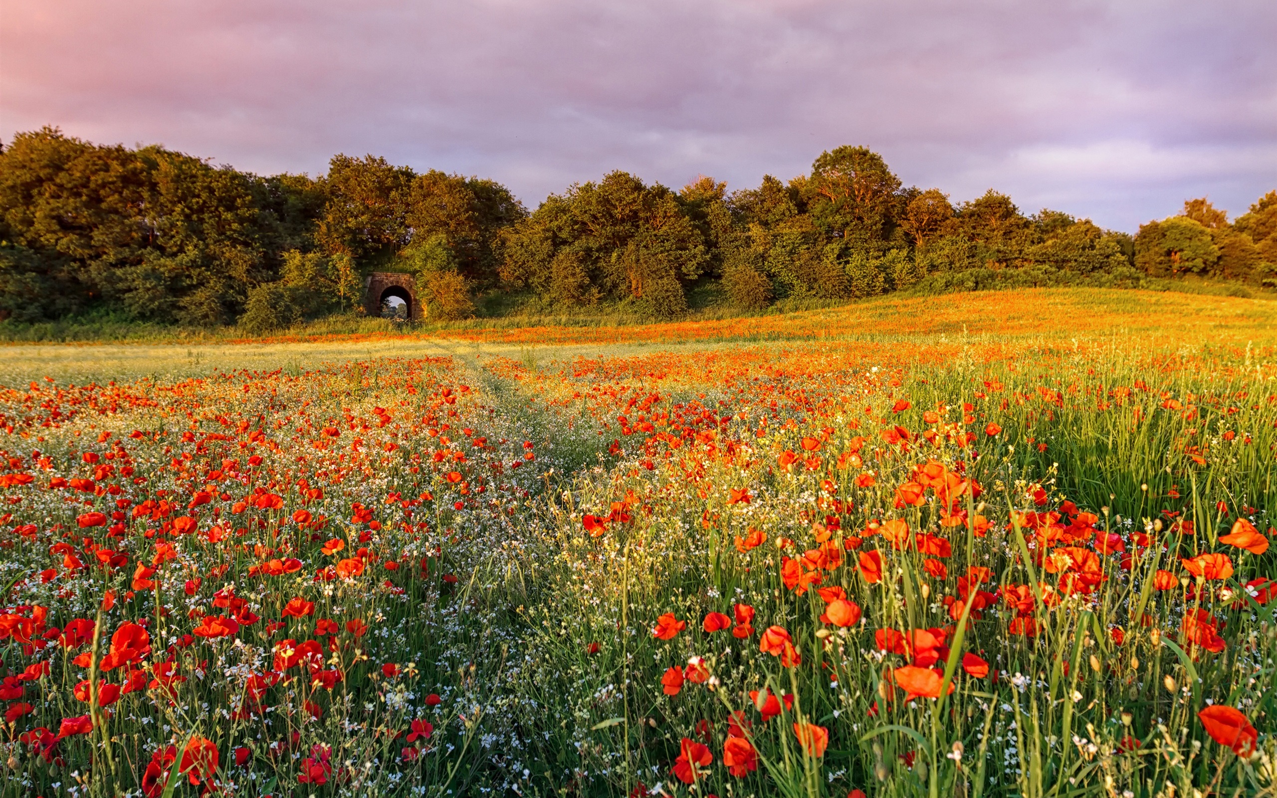 Wallpaper Flowers, poppies, trees, fields, evening, sunset 2560x1600