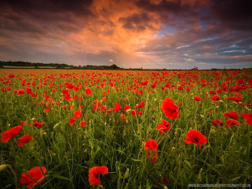 Poppy Field Sunset. A couple of weeks ago someone I know on