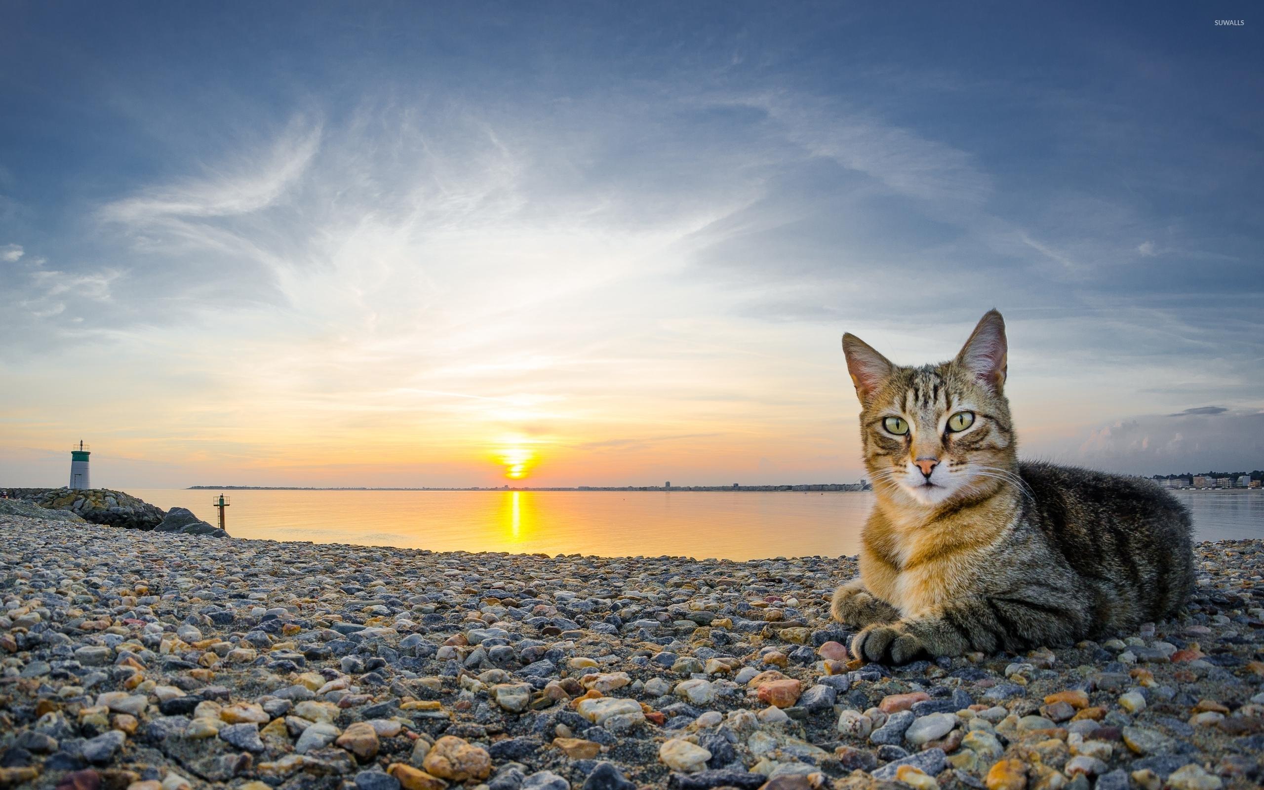 Cat On Beach wallpaper Collection