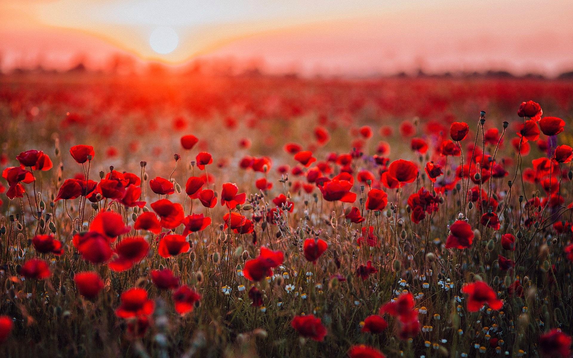 Wallpaper Red poppies field, sunset, glare 1920x1200 HD Picture, Image