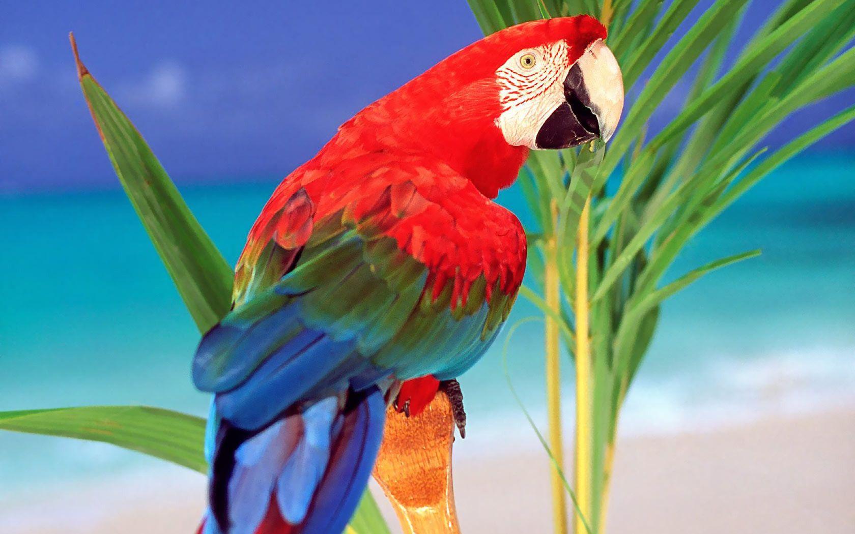 tropical island breezy calm reds blues greens. Dishmon, Team 2