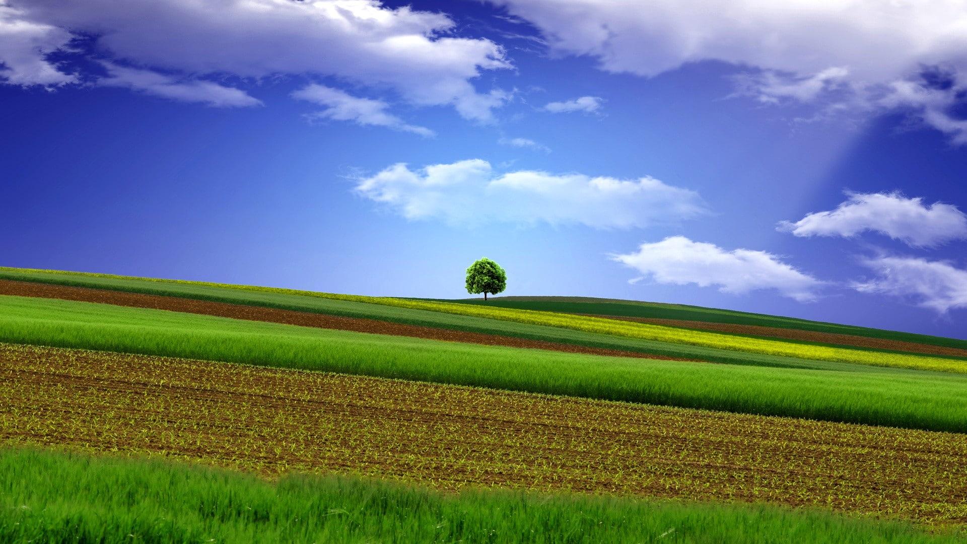 HD wallpaper: cloud, countryside, rural area, herbal tea, landscape
