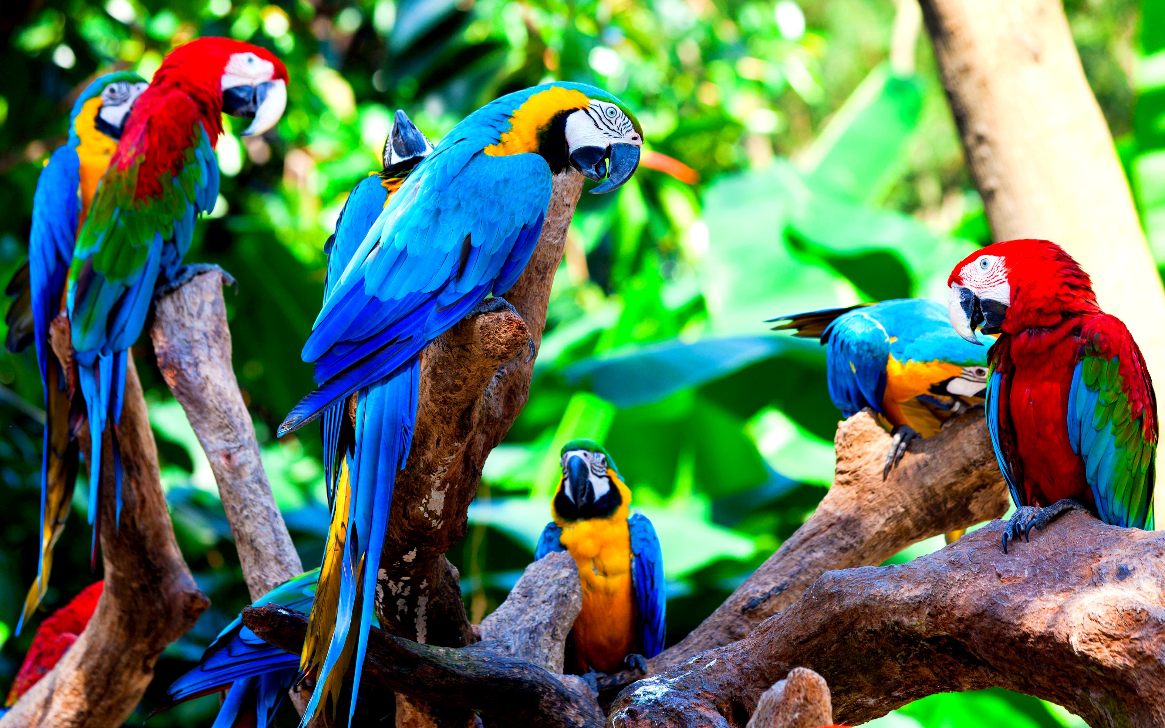 Bird Colorful Tropical Parrots Group Paradise Wallpaper Bird HD 16