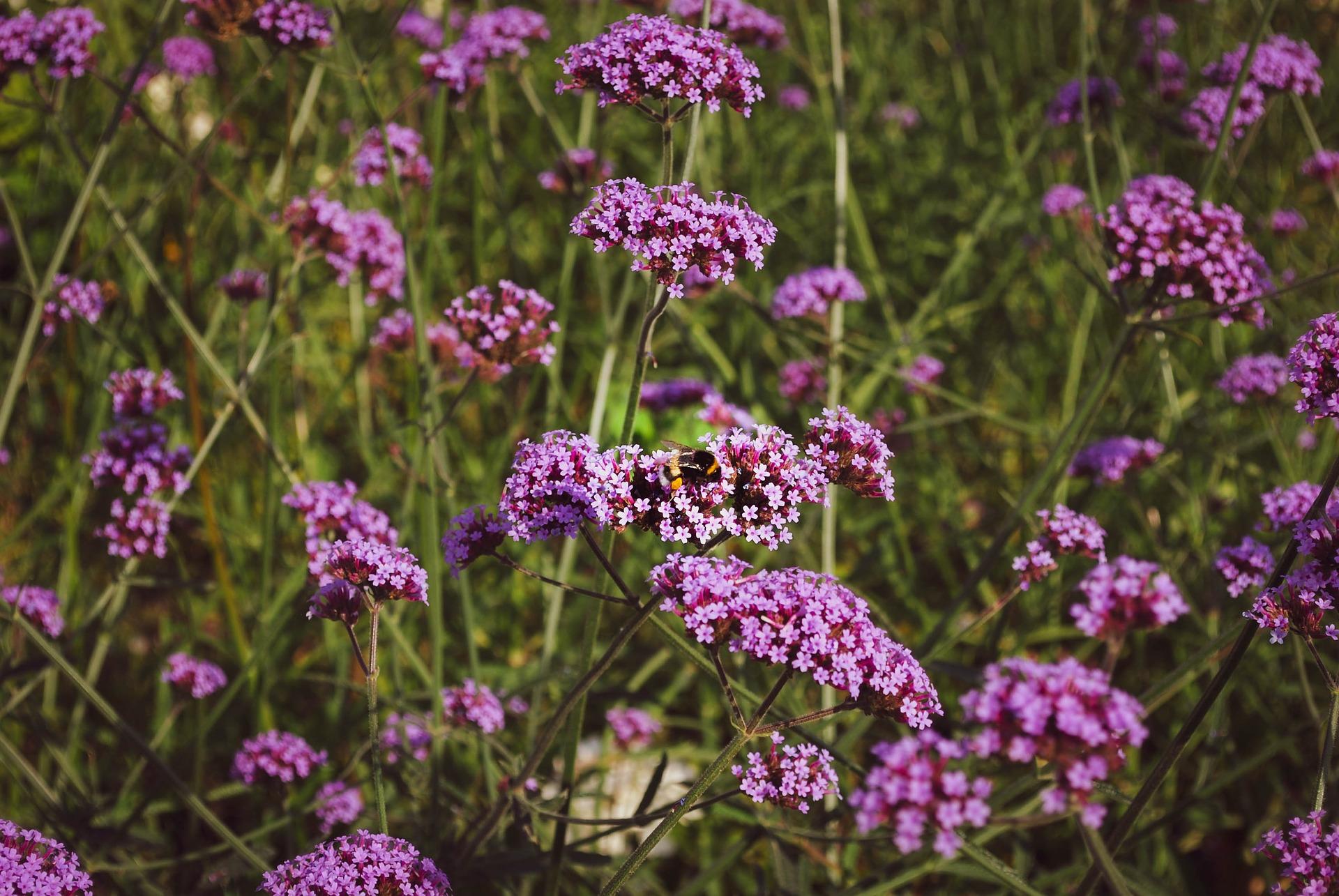 Facts And Tips On How To Grow And Care For A Verbena Plant