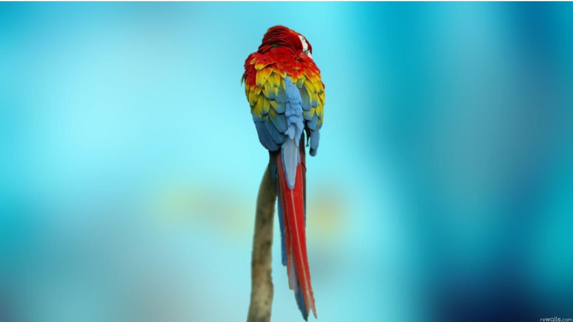 Parrot Paradise Wallpapers - Wallpaper Cave