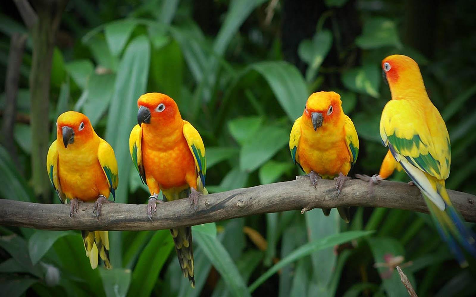 Birds Of Paradise Wallpaper Free HD Beautiful Wallpaper Love