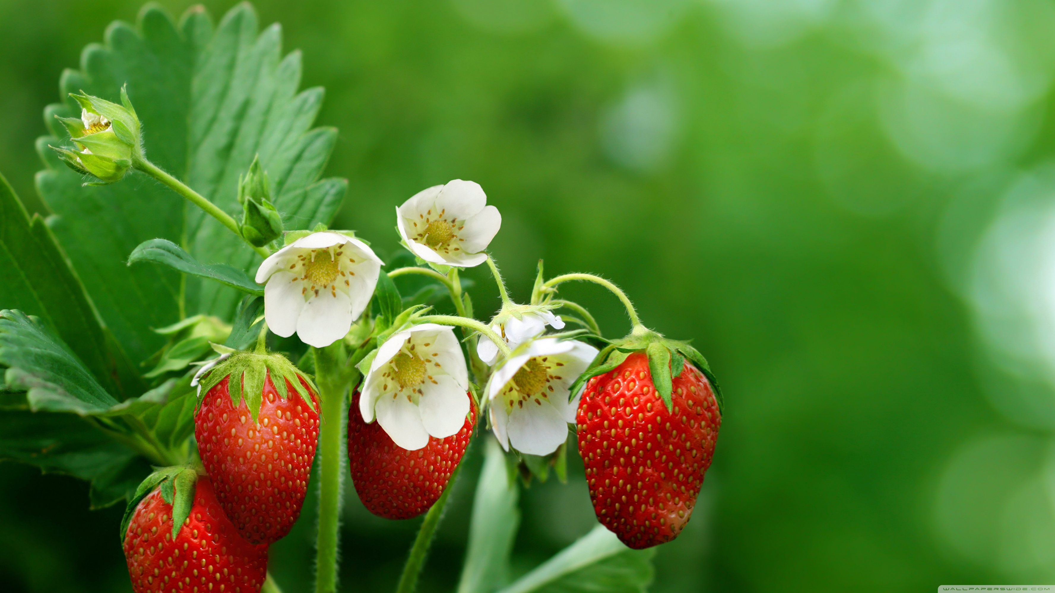 Strawberry Plant with Flowers and Fruits ❤ 4K HD Desktop Wallpaper