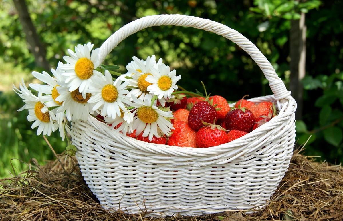 Flowers: Red Basket Photography Fruits Strawberry Flowers Flower