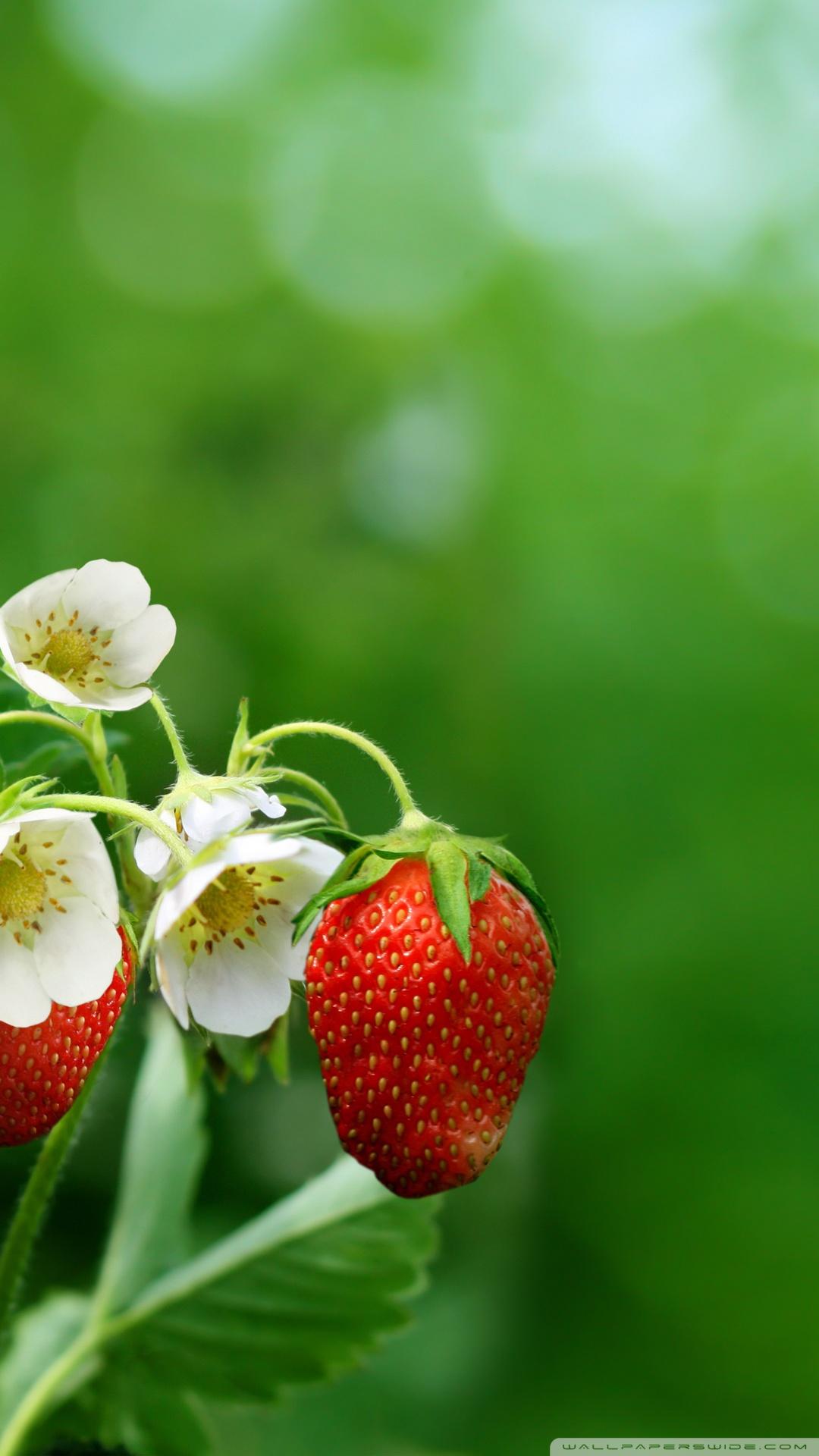 Strawberry Plant with Flowers and Fruits ❤ 4K HD Desktop Wallpaper