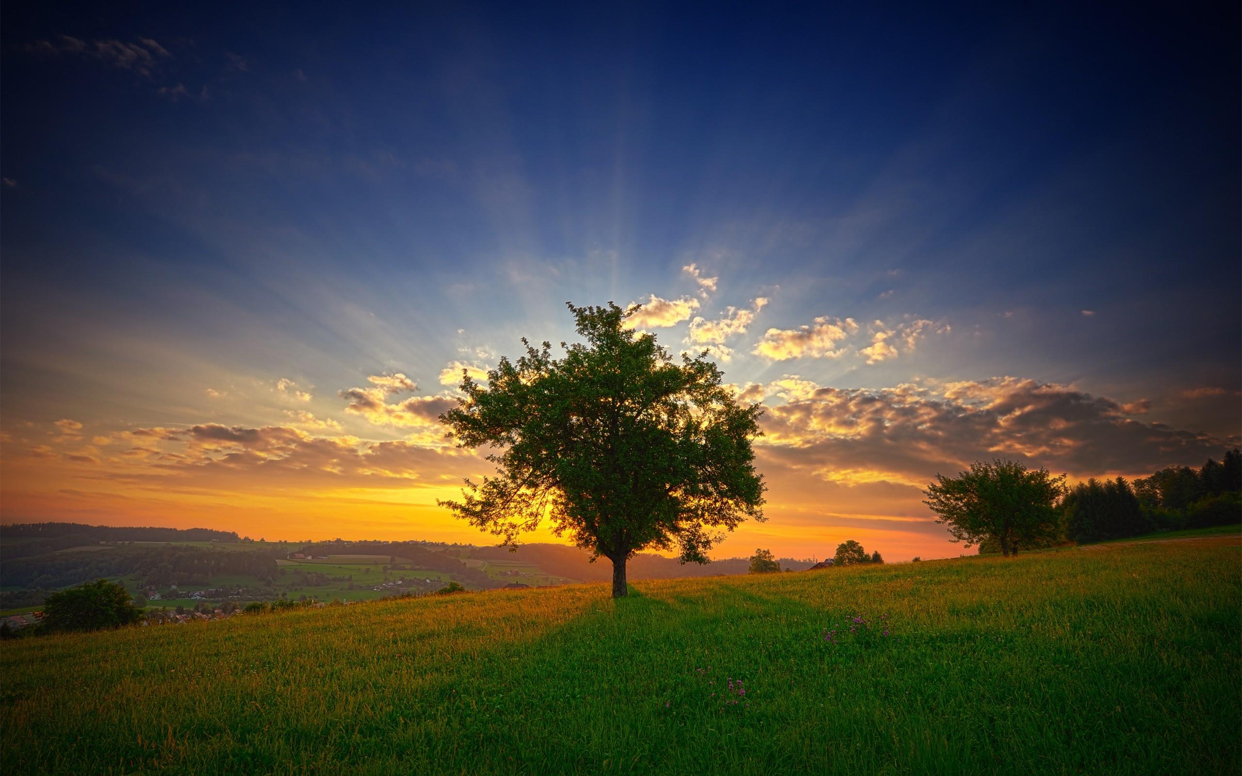 summer, Field, Sunset, Trees, Landscape, Clouds, Grass Wallpaper HD