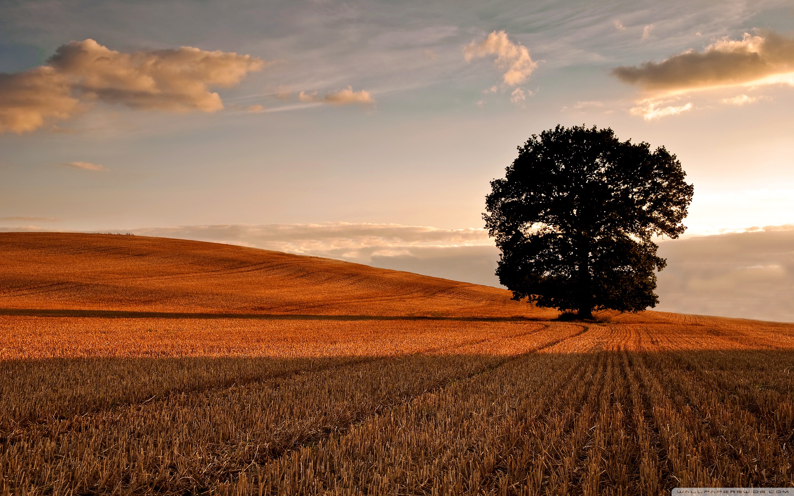 Lone Tree In Field, Autumn ❤ 4K HD Desktop Wallpaper for 4K Ultra