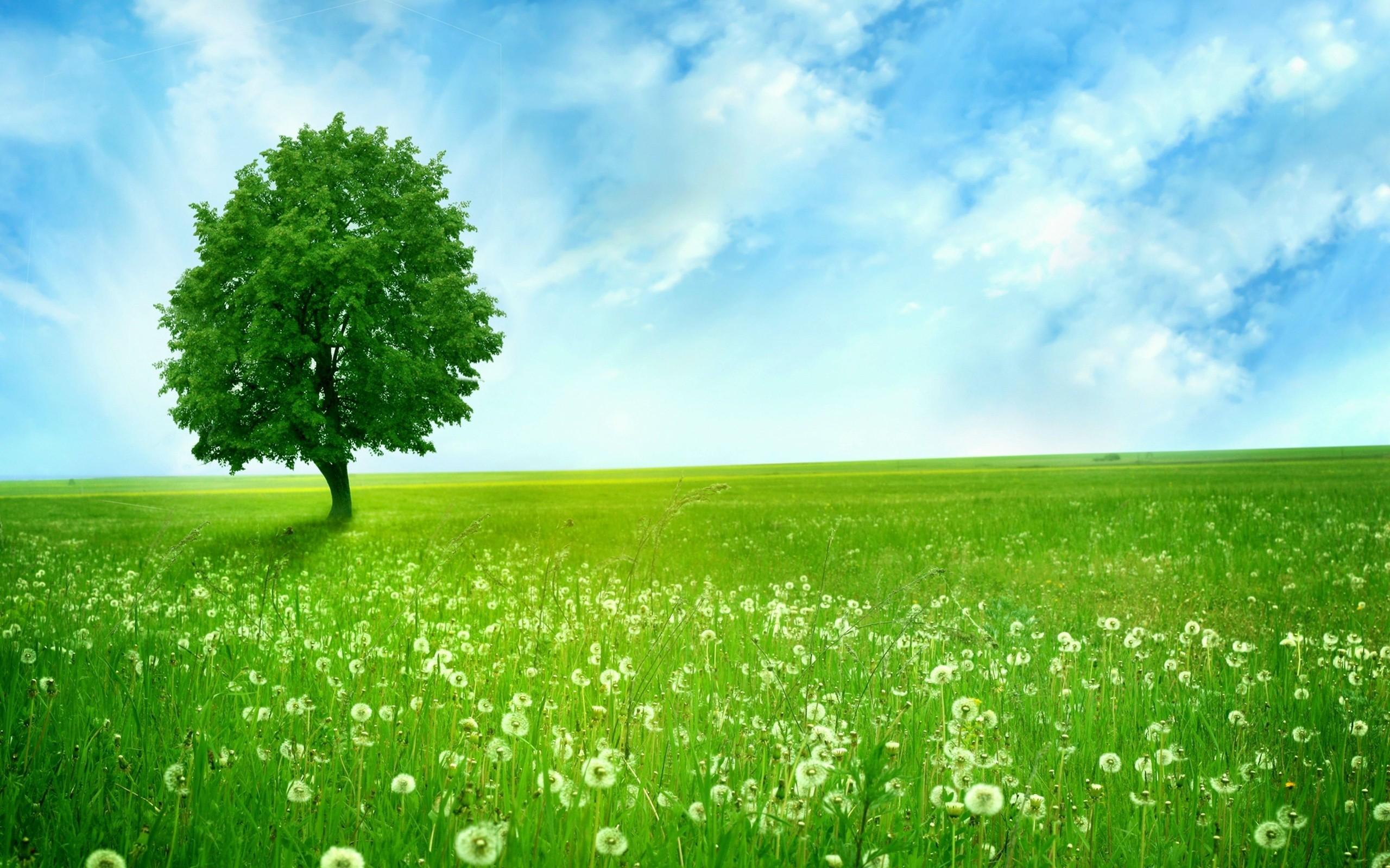 Green Tree in Dandelion Field HD Wallpaper. Background Image