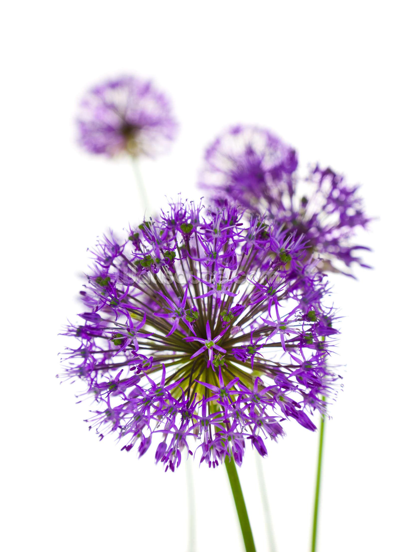 Vibrant Allium Flowers in Full Bloom Stock Illustration - Illustration of  garden, branch: 285034122