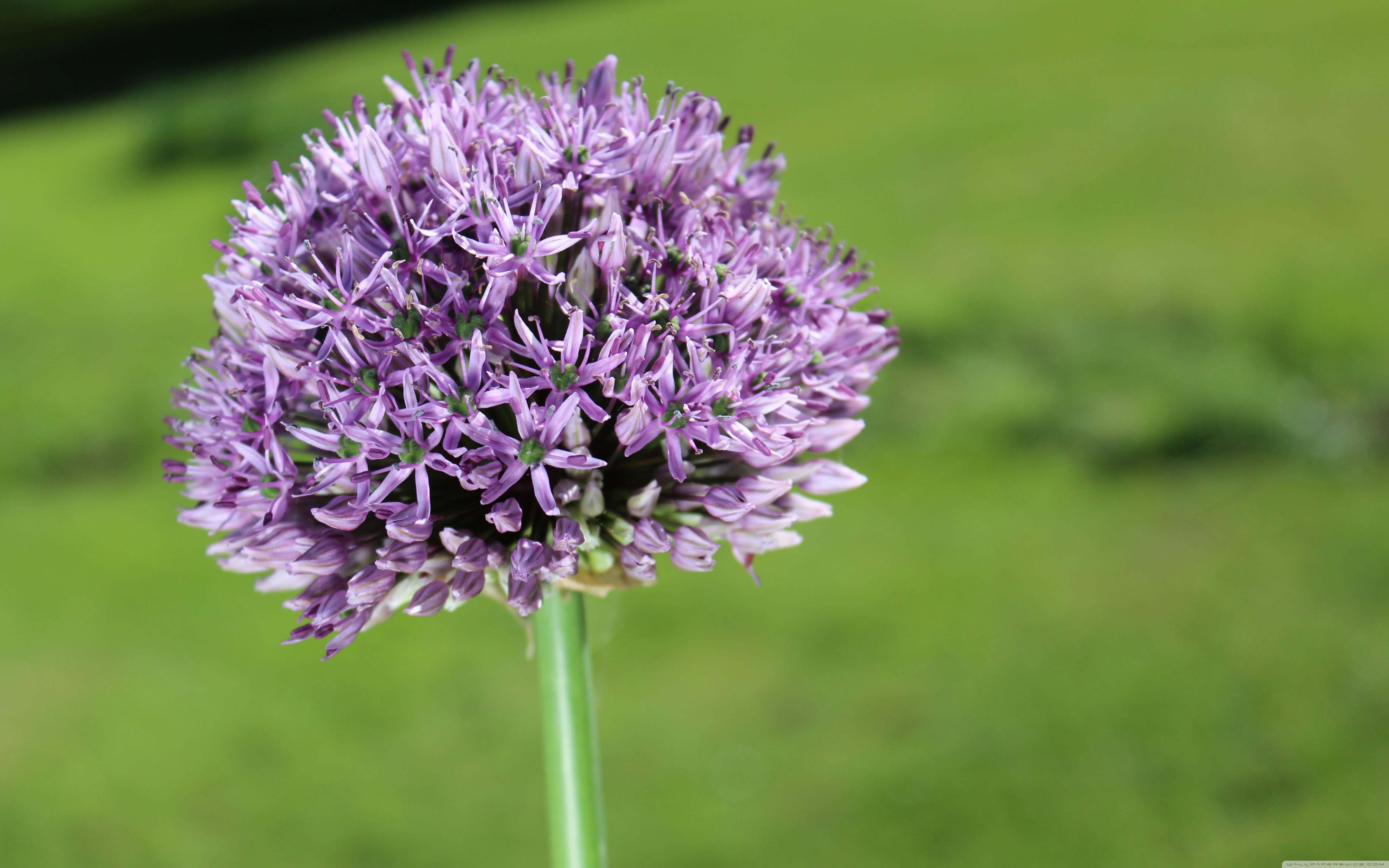 Allium Flower Garden Wallpapers Wallpaper Cave