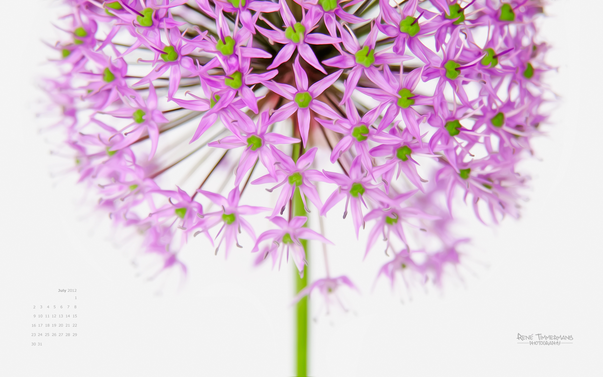 Allium Flowers Wallpapers Wallpaper Cave