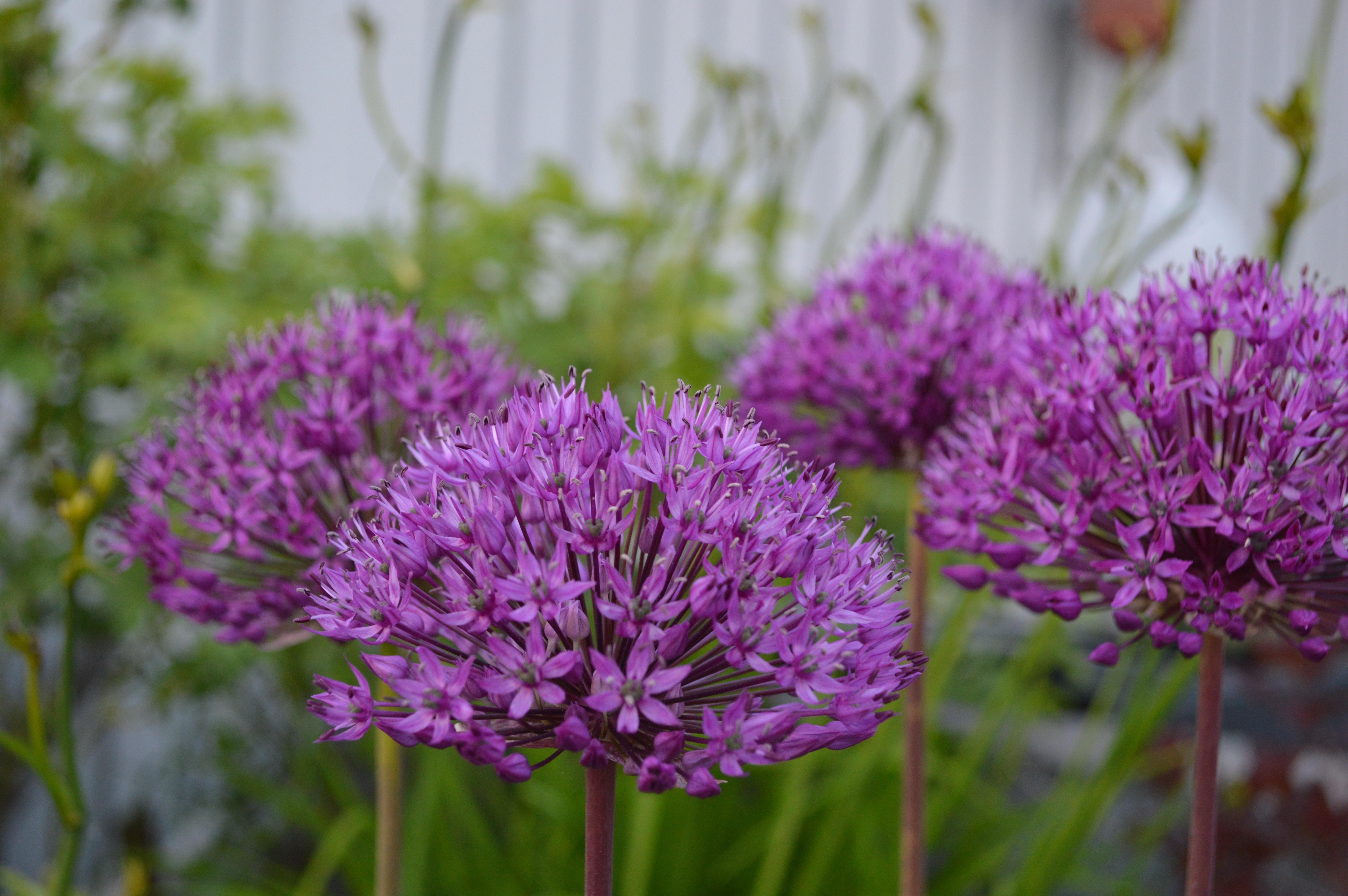 Allium Flowers Wallpapers Wallpaper Cave