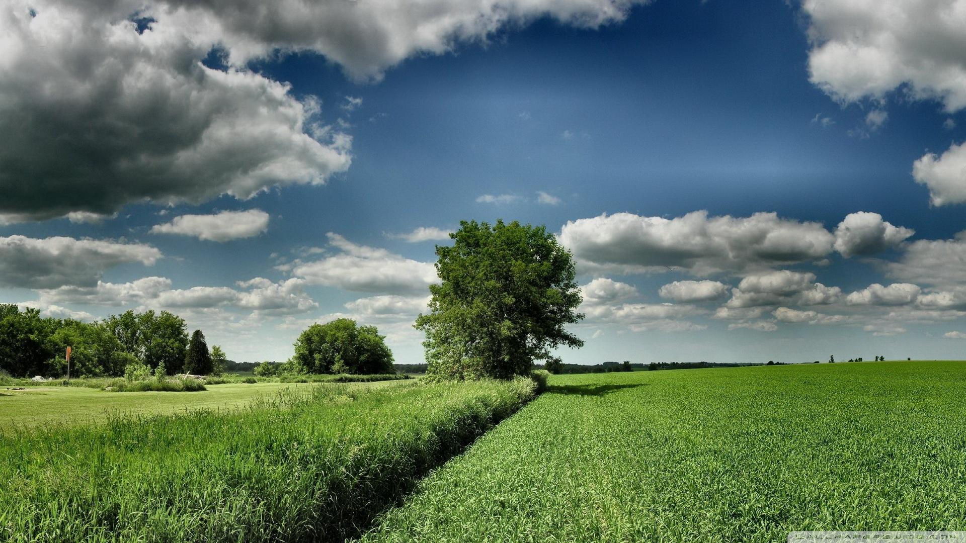 Clouds Trees Field HD wallpaper Collection