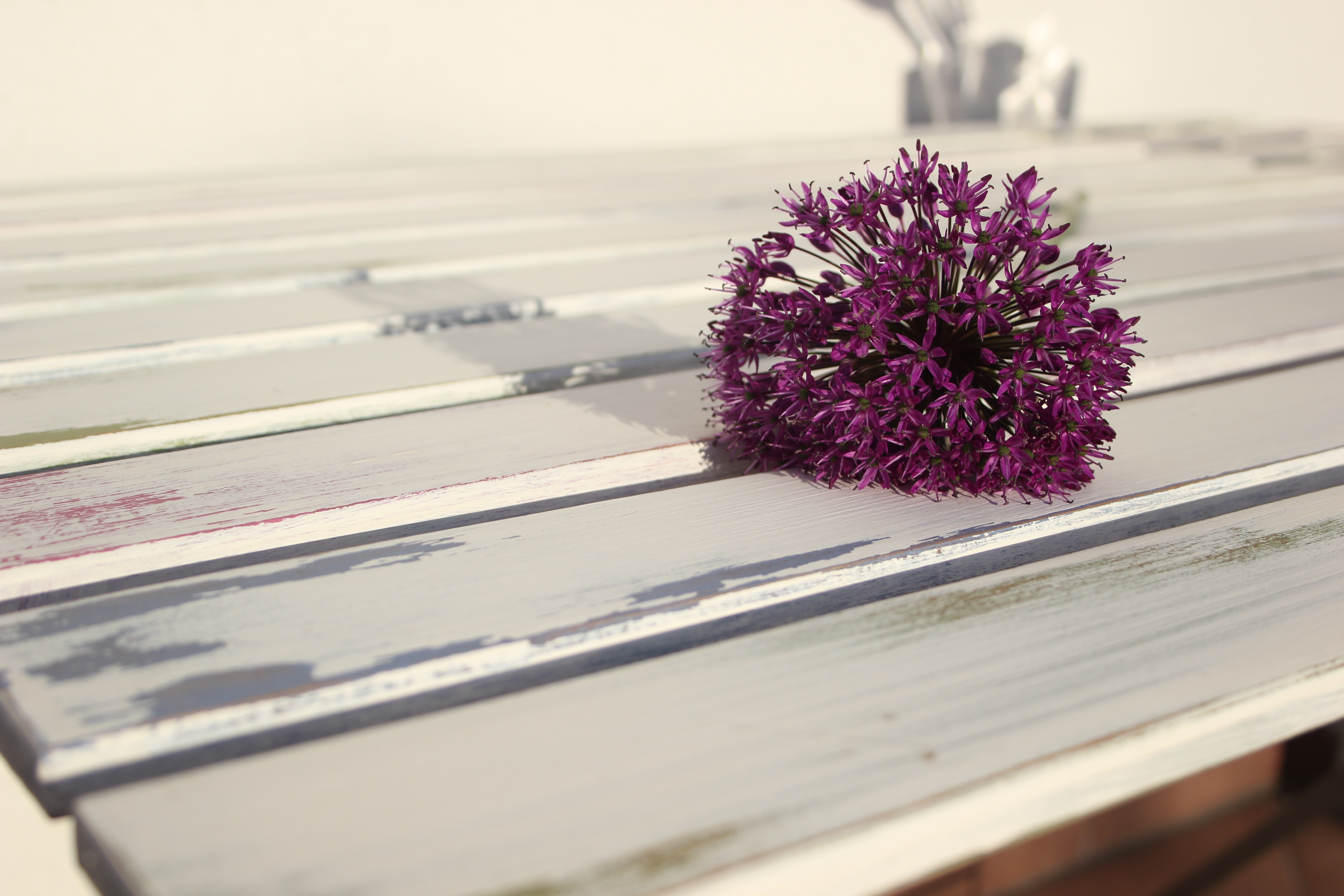 Allium Flower Garden Wallpapers Wallpaper Cave