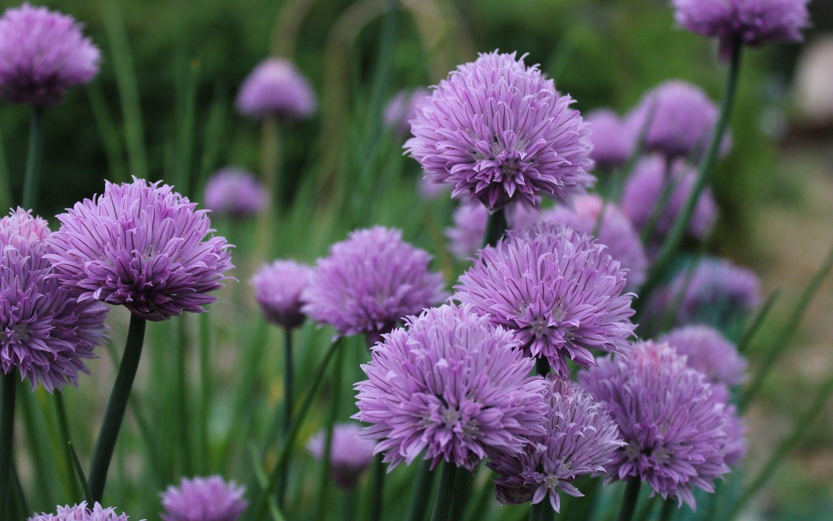 Allium Flowers Wallpapers Wallpaper Cave 