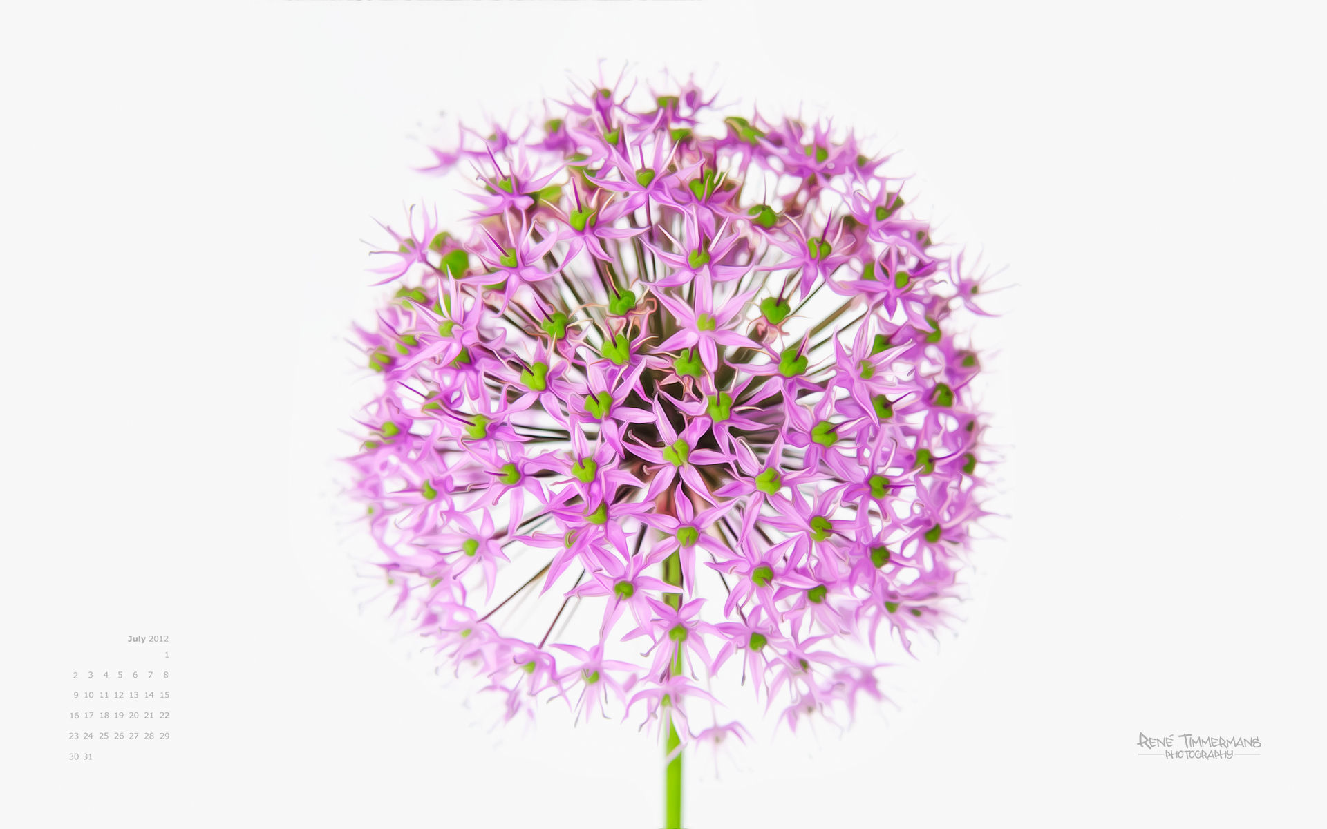 Allium Flowers Wallpapers Wallpaper Cave