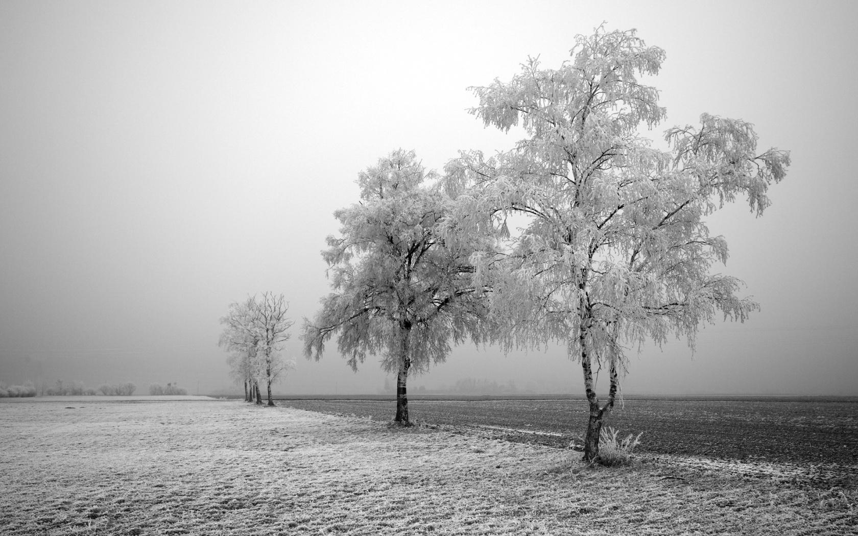 Frozen field and trees Wallpaper