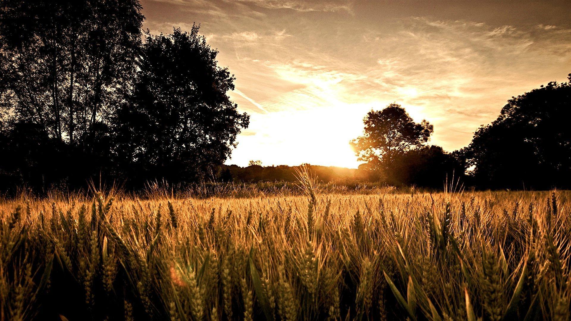 nature, Landscape, Field, Trees, Silhouette, Sunset, Spikelets