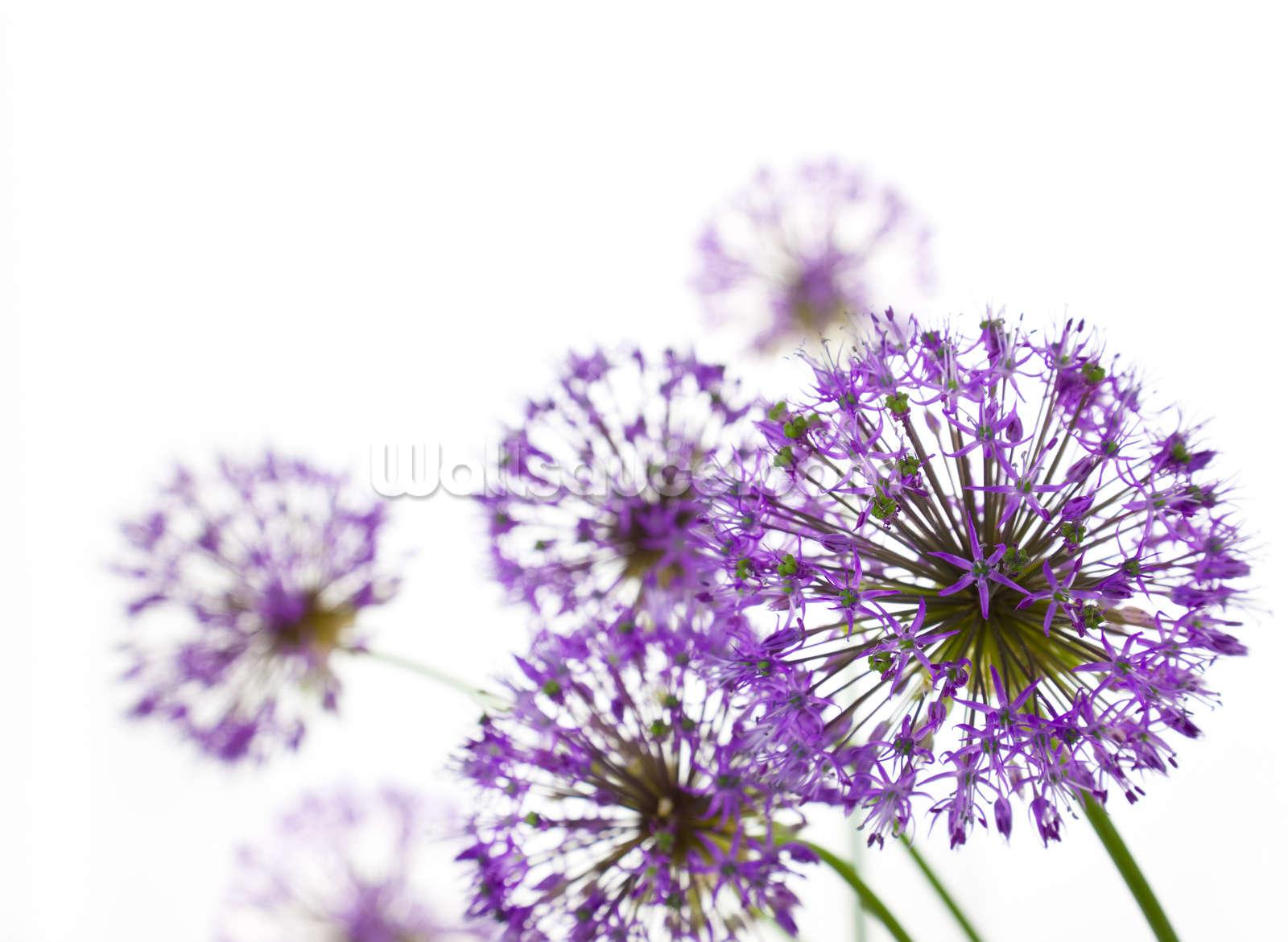 Allium Flowers Wallpapers - Wallpaper Cave