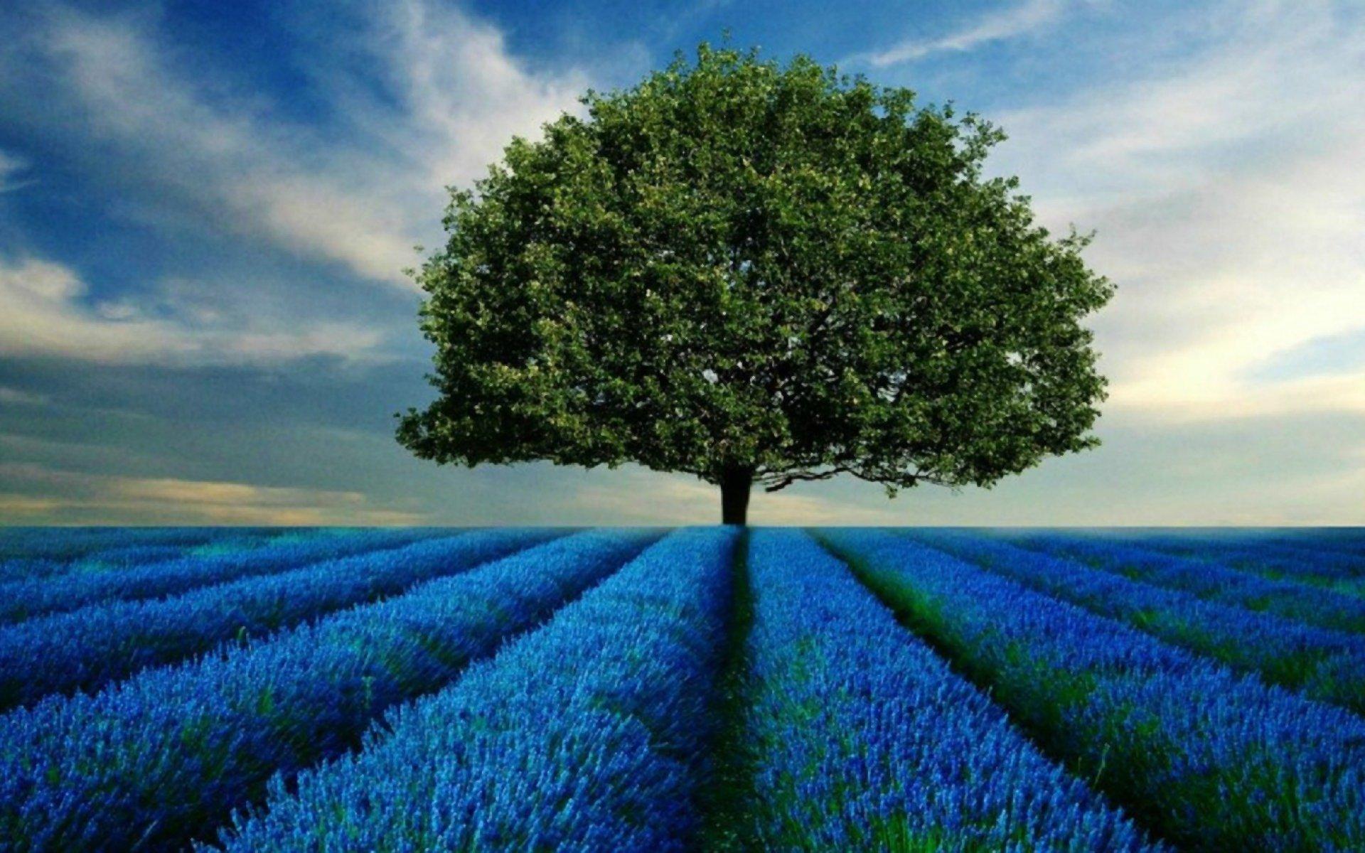 Tree in Lavender Field HD Wallpaper. Background Imagex1200