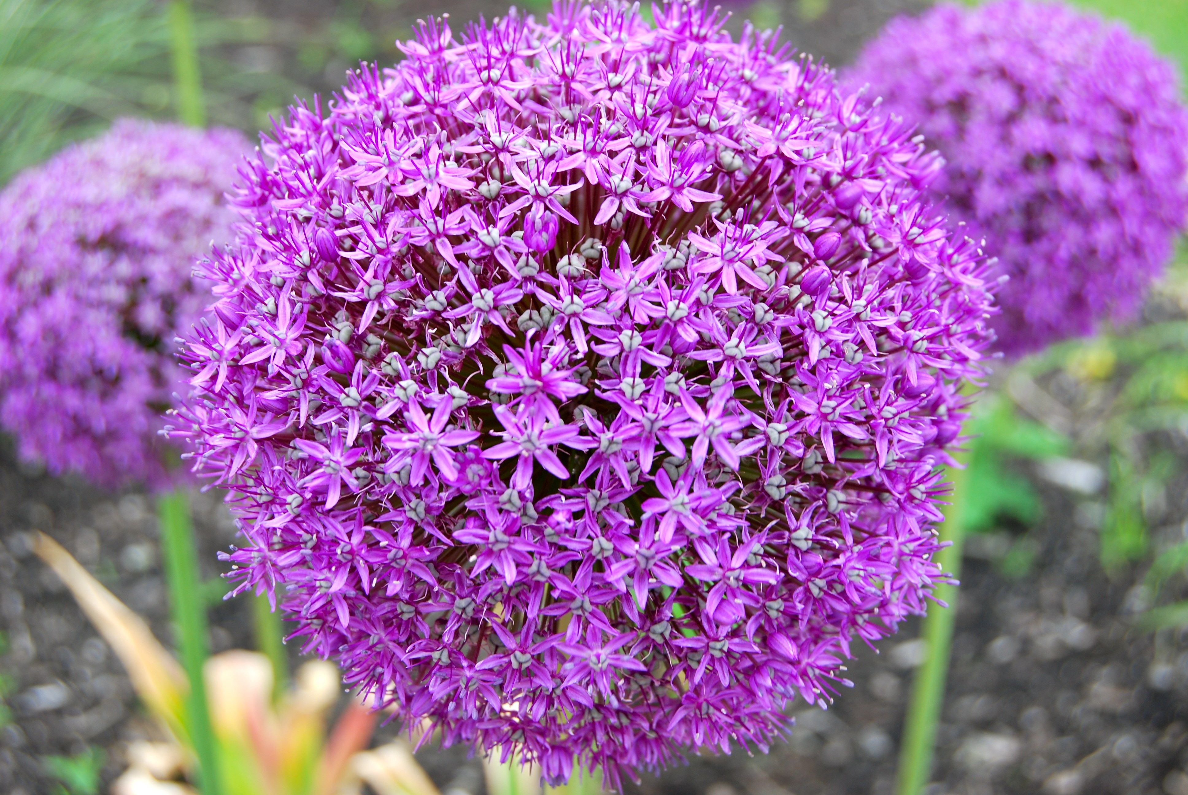 Allium Flowers Wallpapers Wallpaper Cave