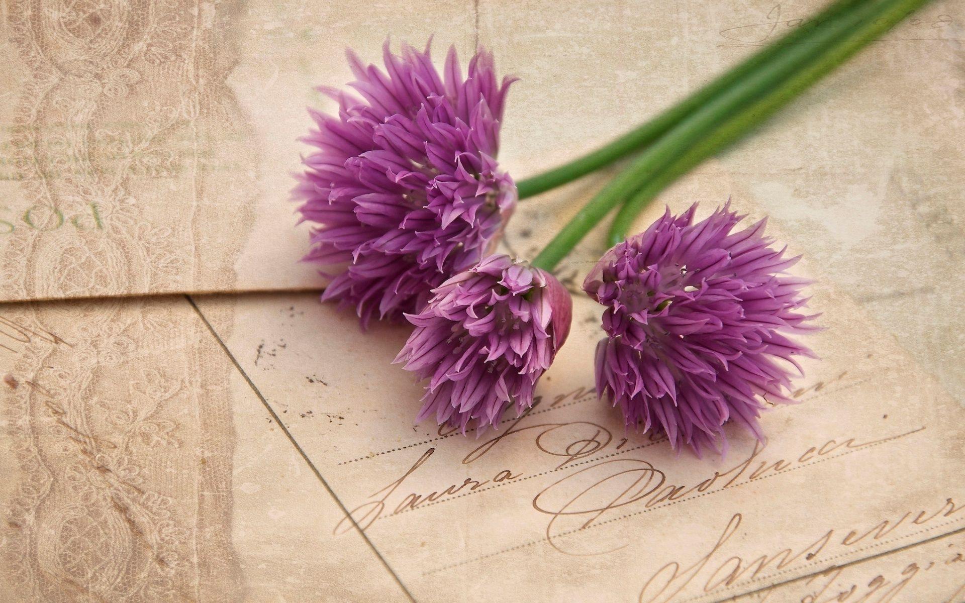 Allium Flowers Wallpapers Wallpaper Cave
