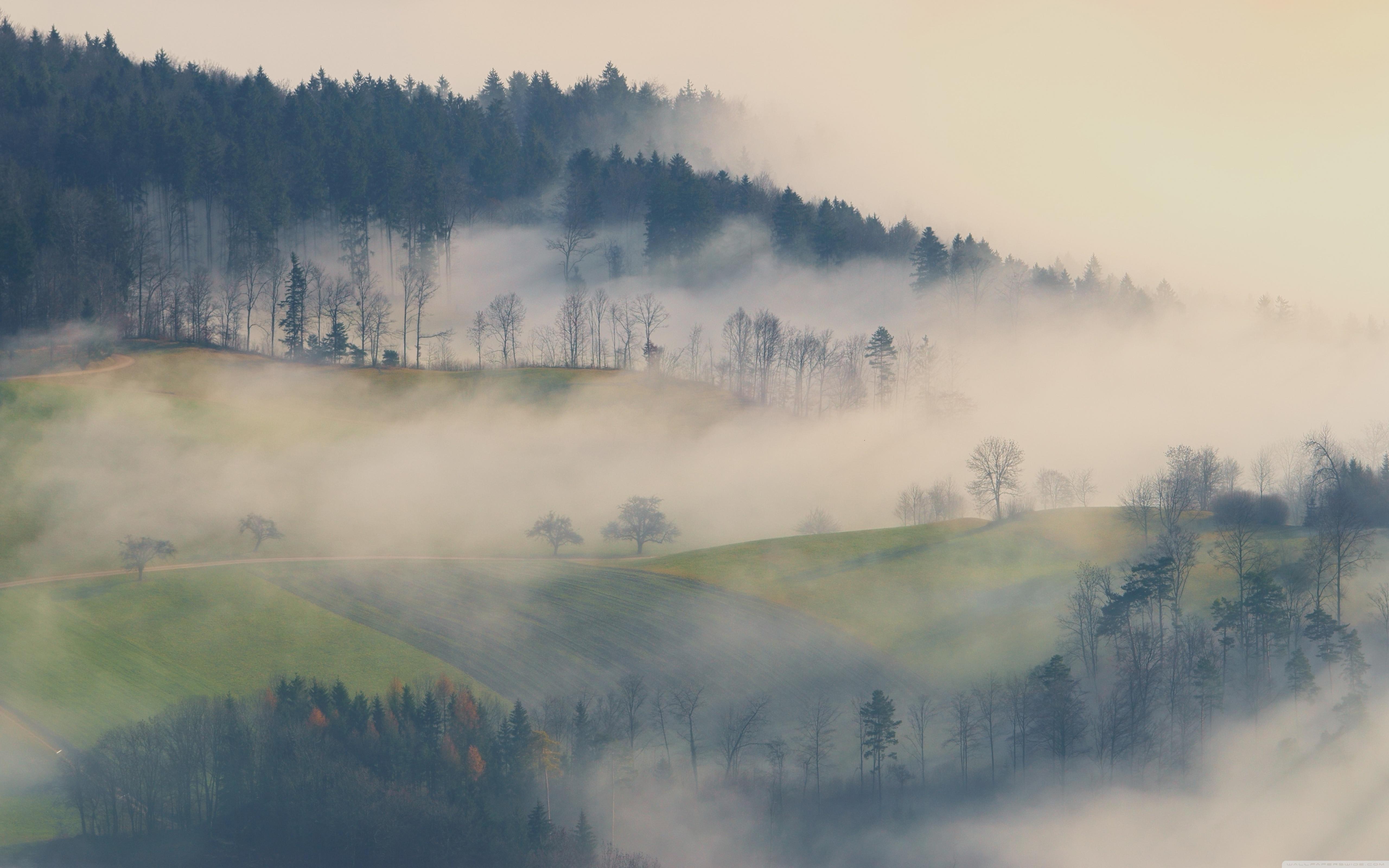 Fog, Forest Trees, Field ❤ 4K HD Desktop Wallpaper for 4K Ultra HD
